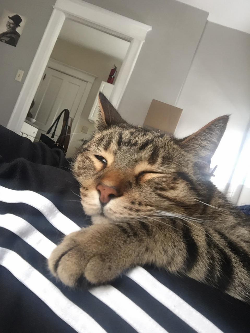 Thor Is Loving His Saturday Morning So Far....
