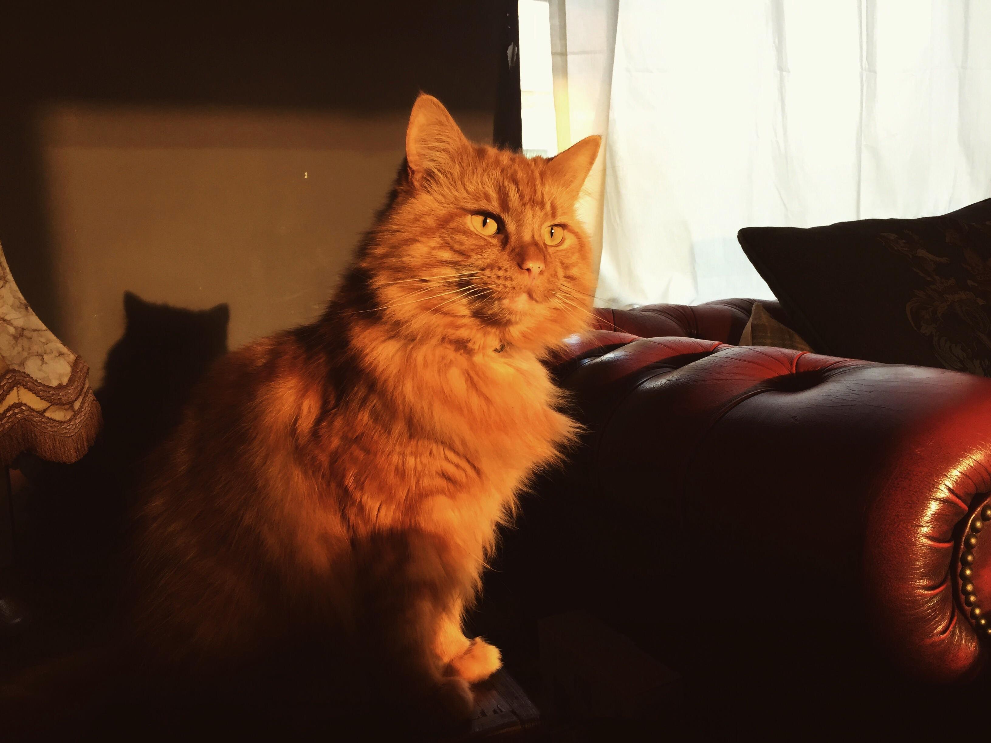 Thought ID Let You Cat Lovers Feast Your Eyes on My Beautiful Little Lion George