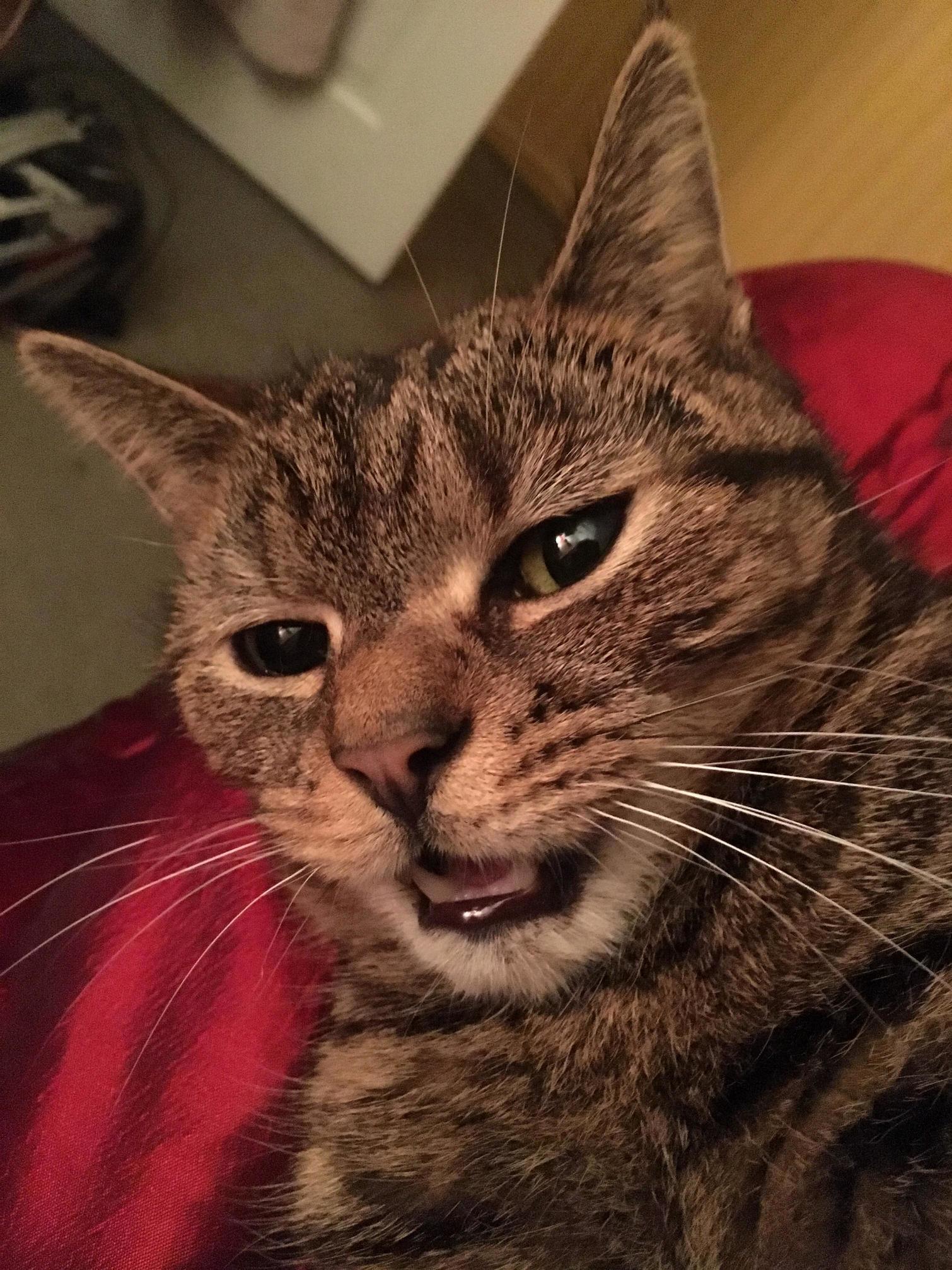 Tigwold Stripey Tom the Third Caught Mid Bite