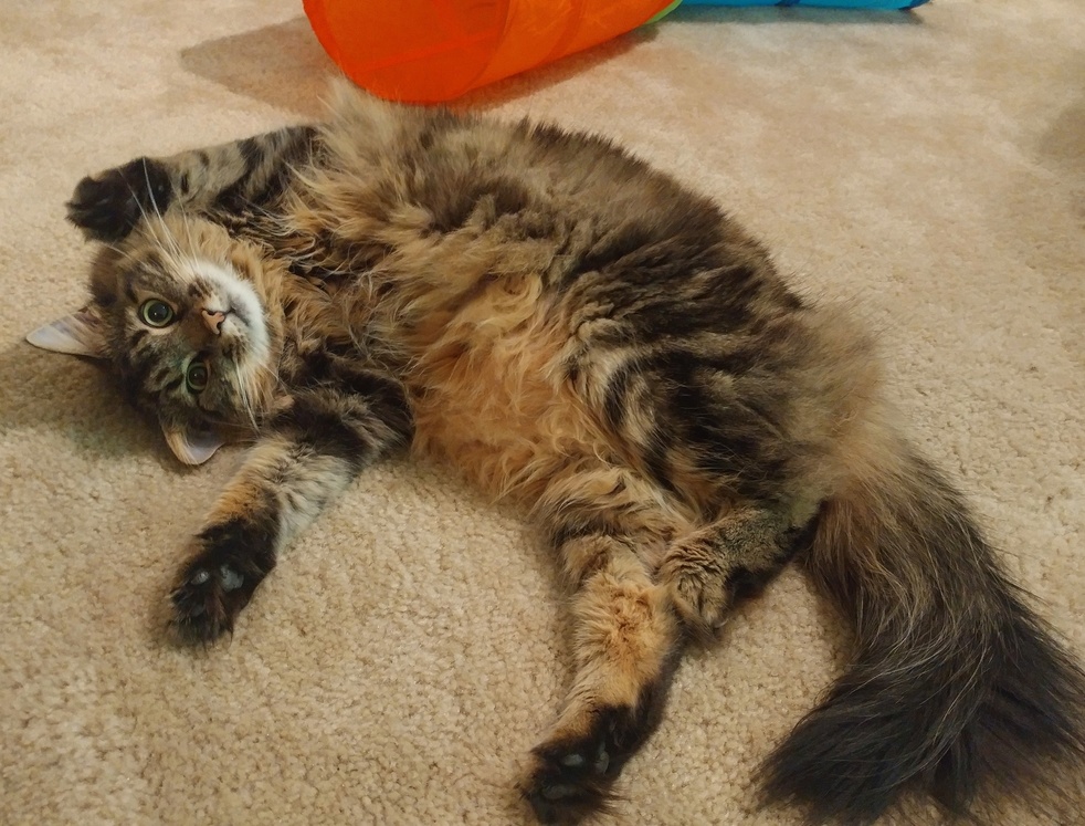 Time for My Belly Rub Pawlease