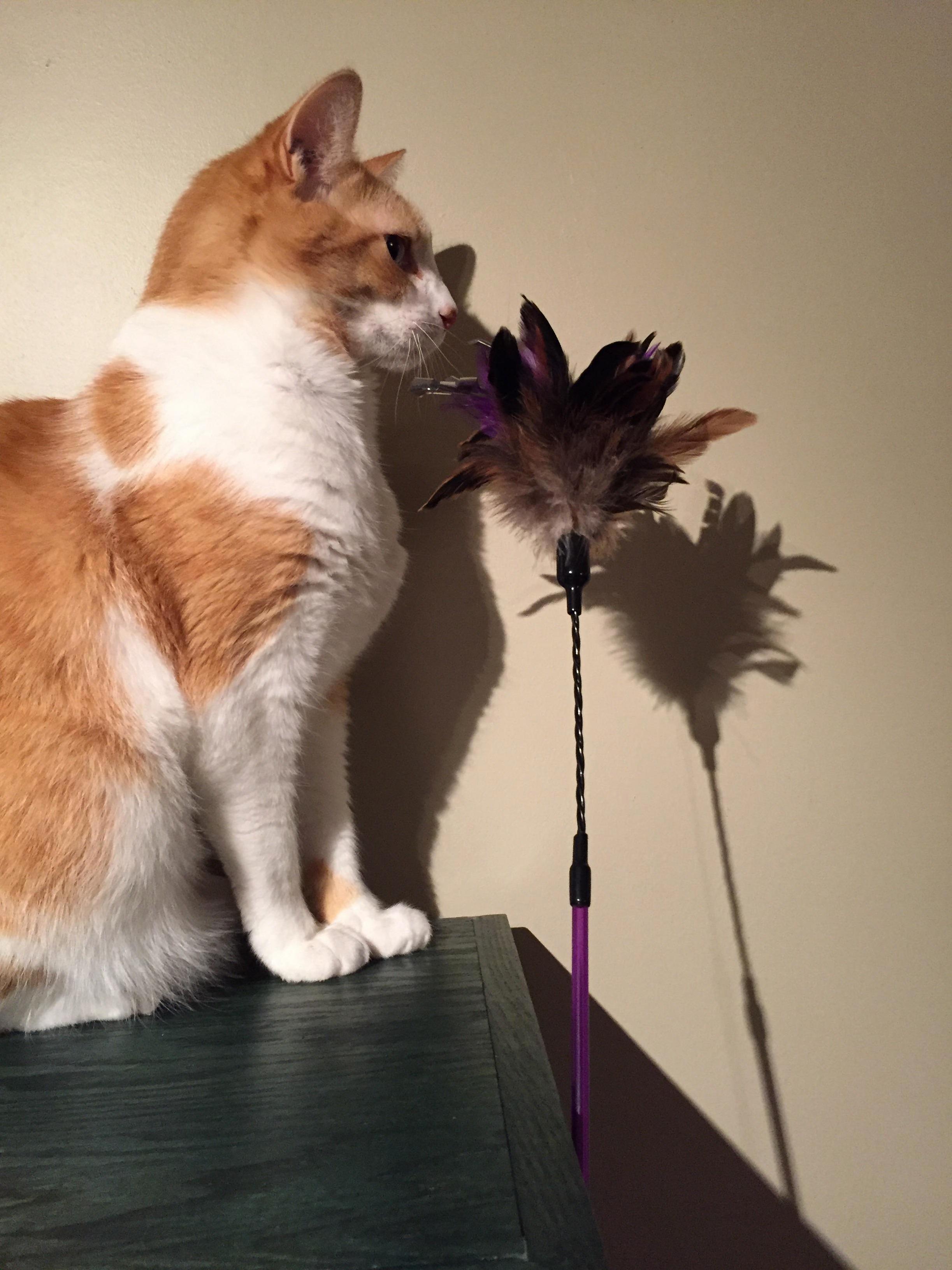 Toby Loves to Play Hard to Get During Playtime...