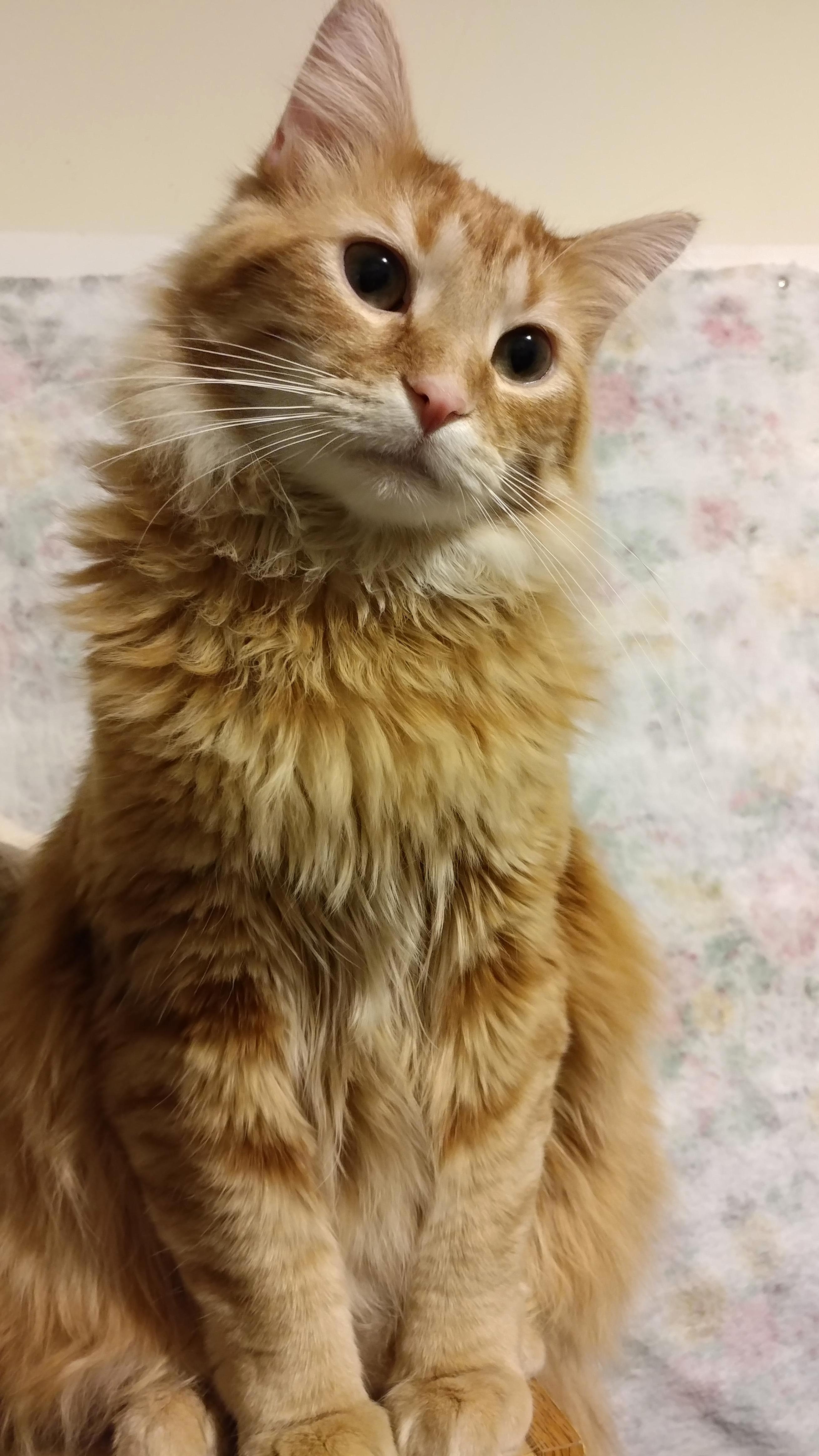 Toby Our 9 Month Old Would Love to Say Hello