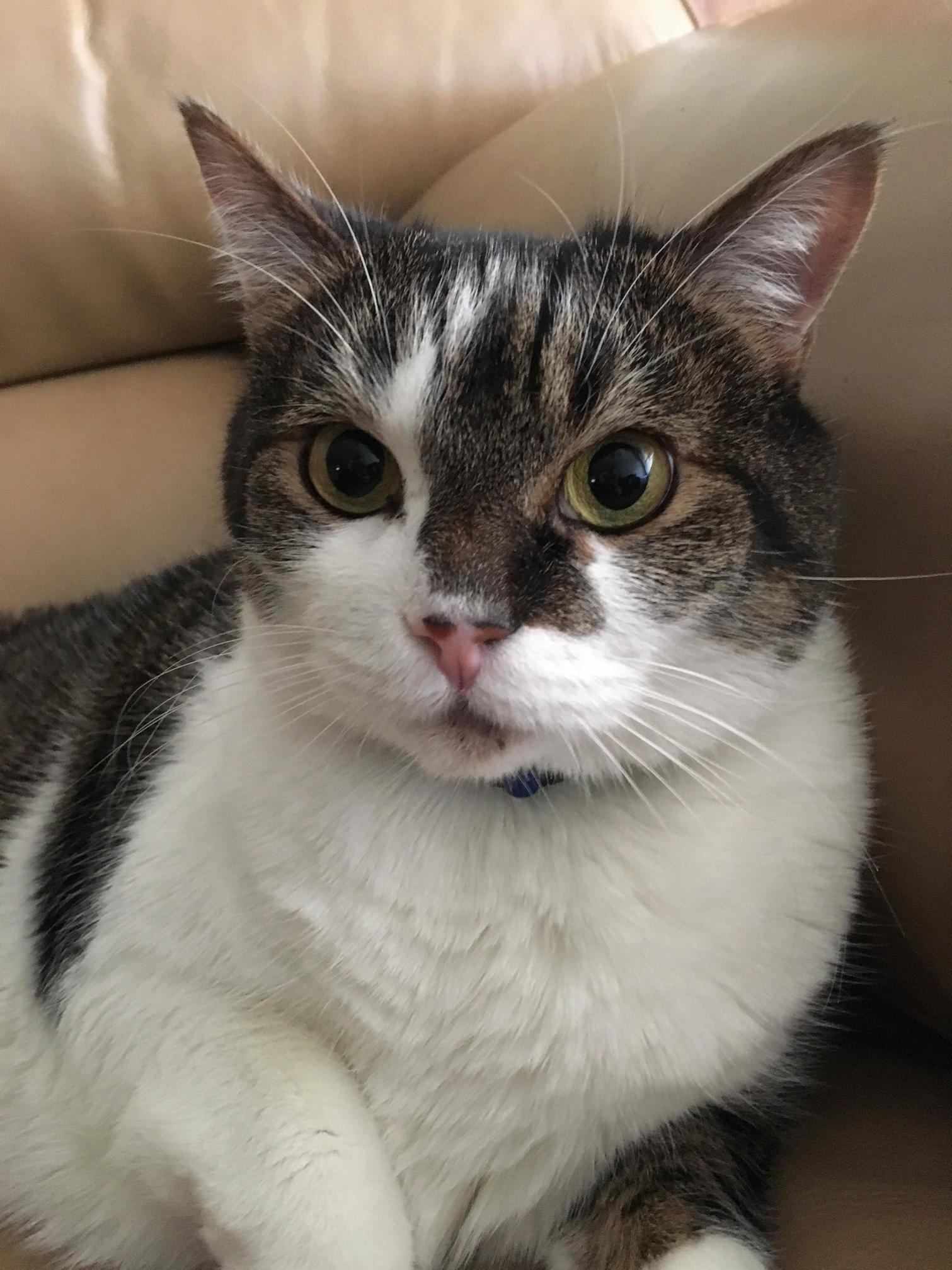 Today My Sweet Boo Lost a Brief Battle with Cancer. I Have Had Him Since He Was 4 Weeks Old. I Dont Know What I Will Do Without Him.