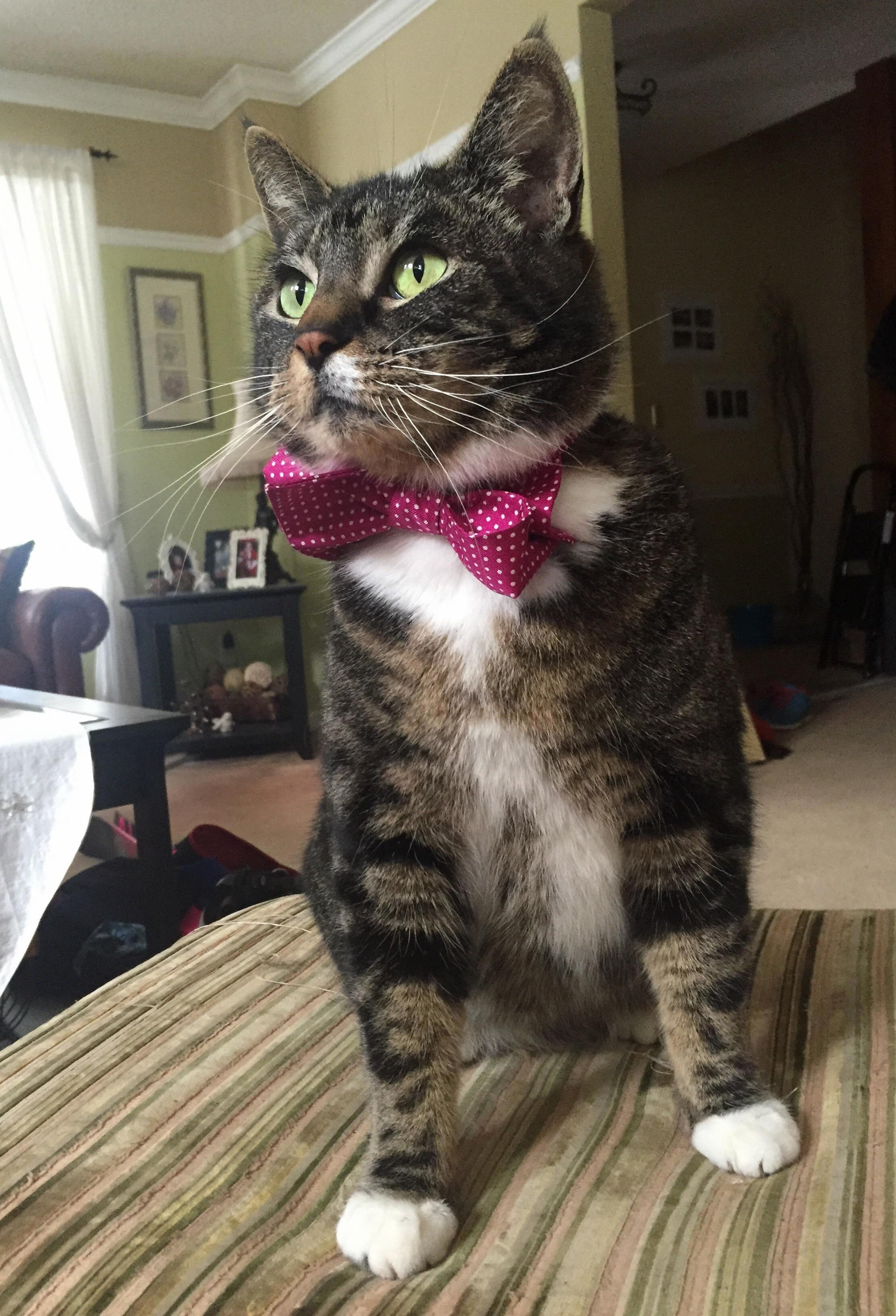 Took a Photo of My Cat. She Looks Like Shes Modelling a Designer Cat Clothing Line.
