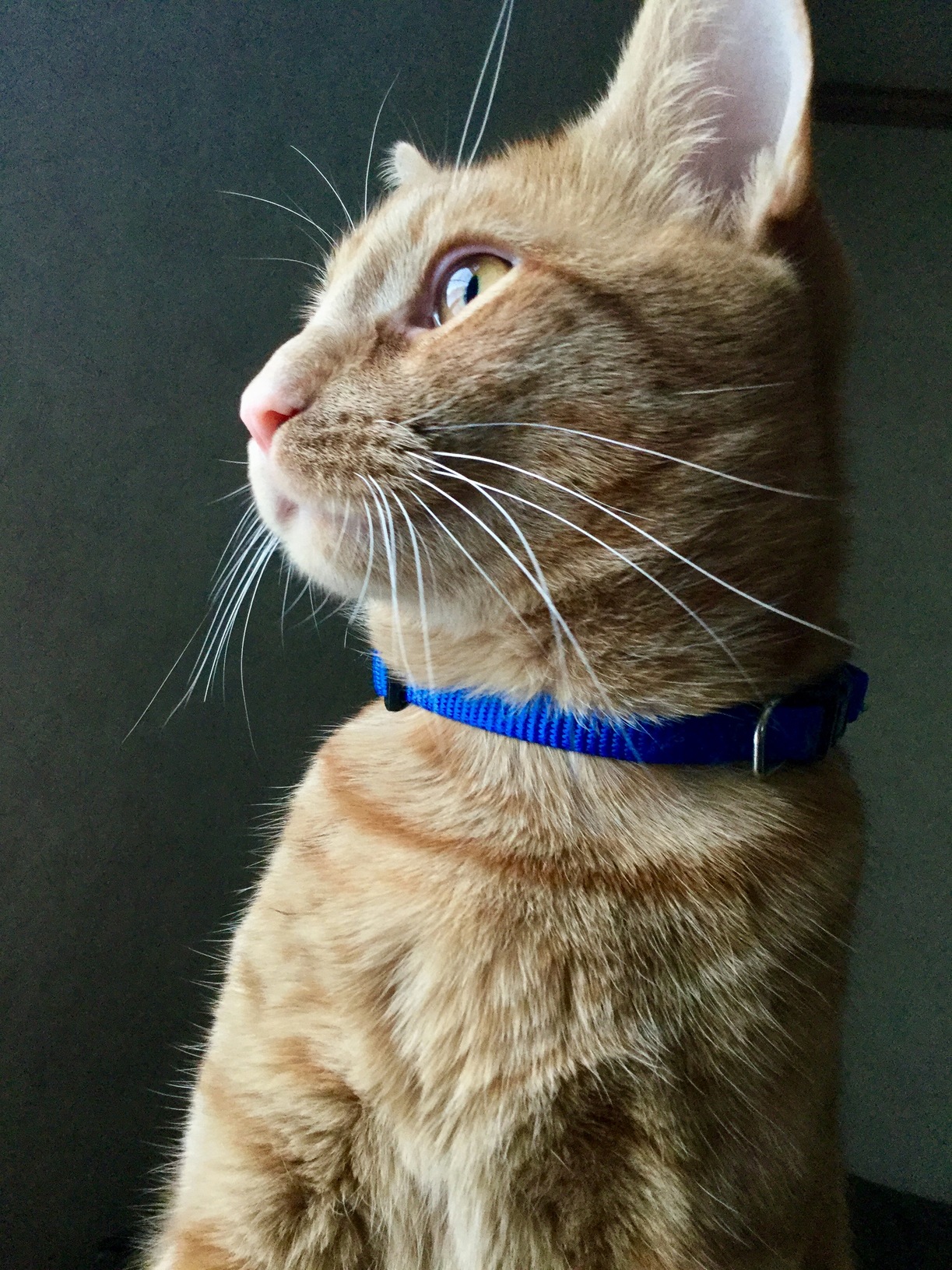 Tormund Occasionally Stays Still Long Enough for a Great Picture.