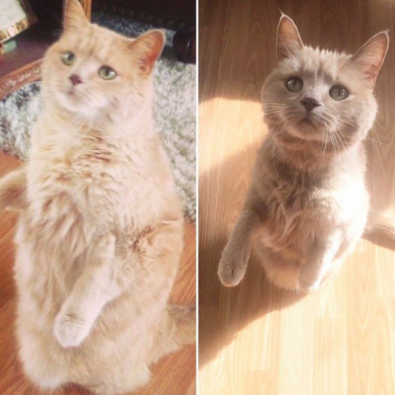 Transformation Tuesday - Frankie Showing Off of the Progress of Her Weight Loss Journey Over the Past Two Years. Catkinsdiet