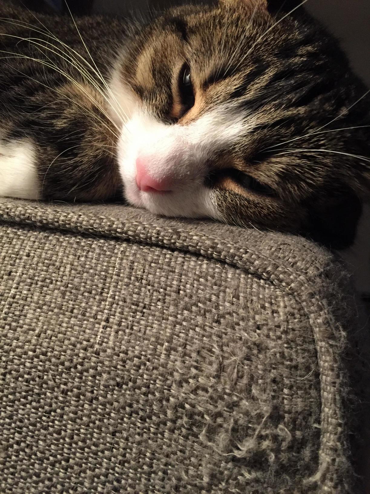 Trying to Catch Some Z S