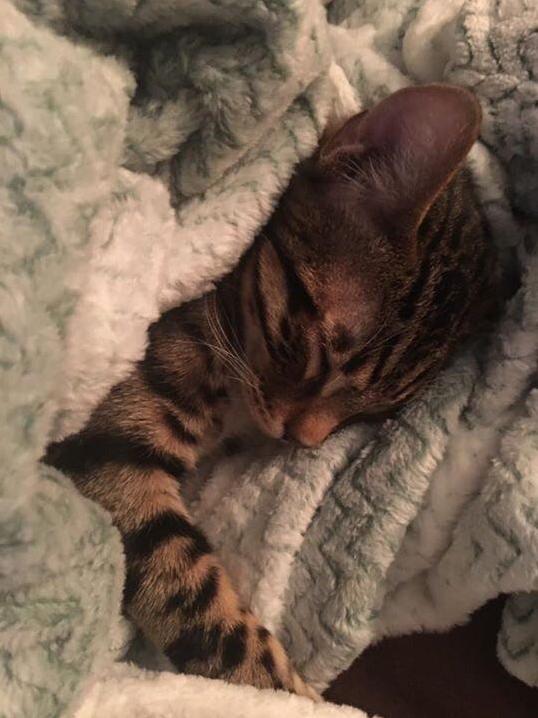 Tuckered Out