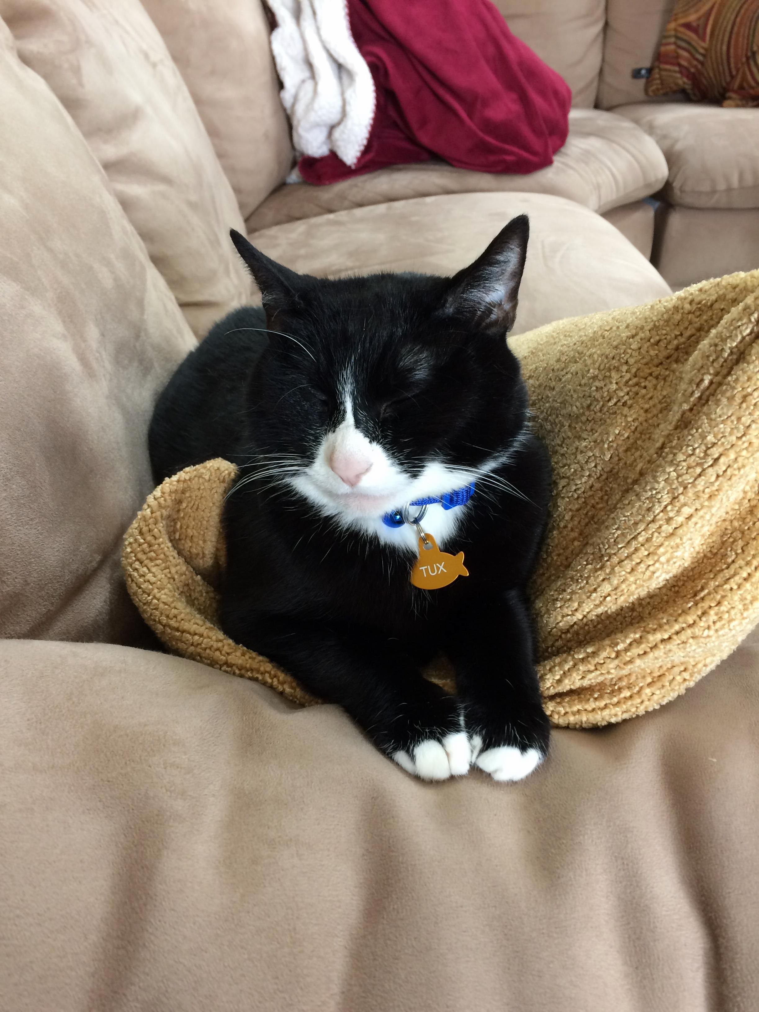 Tuxie Enjoying Her Sunday Afternoon