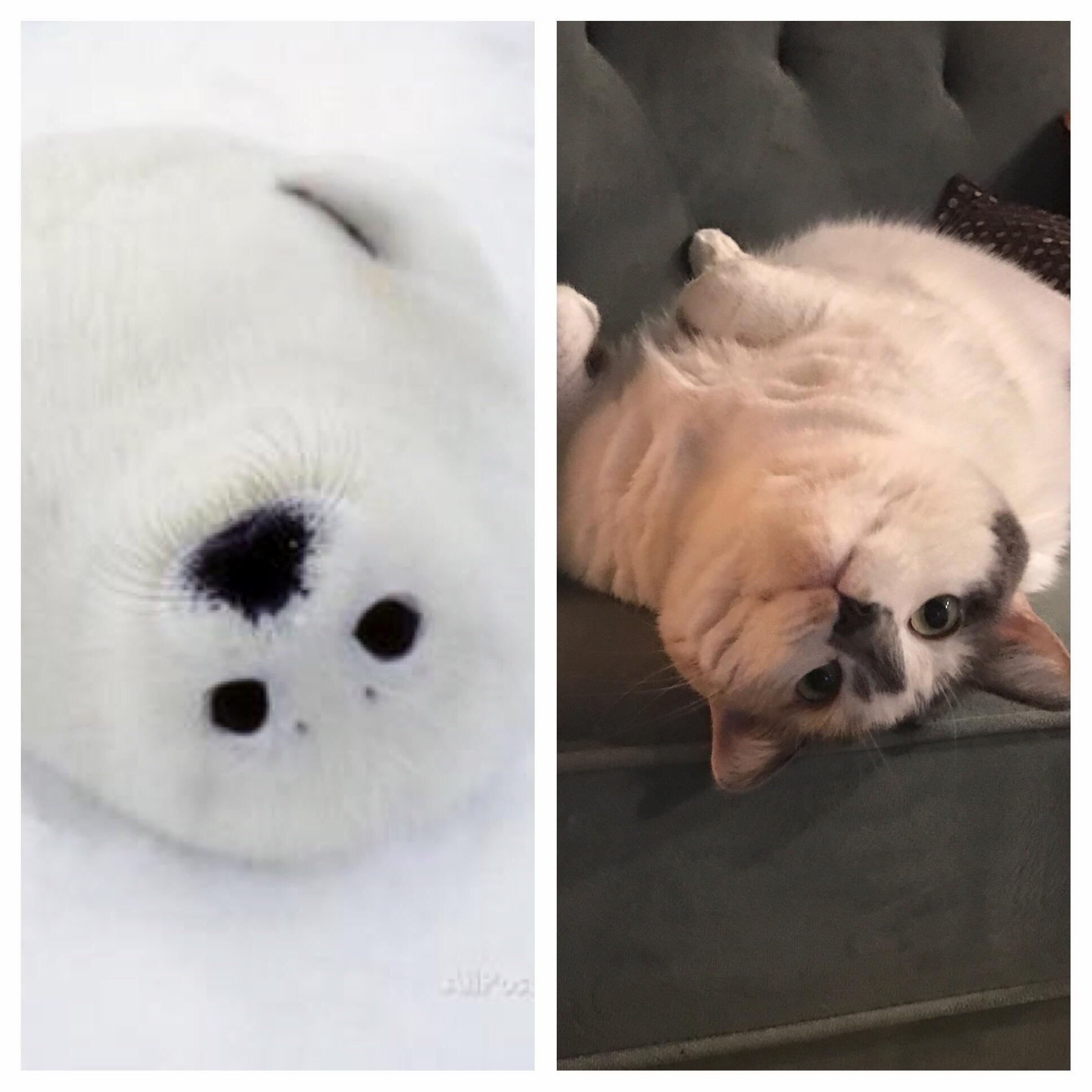 Twinning.