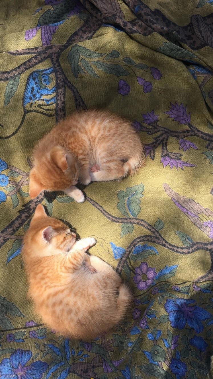 Twinning