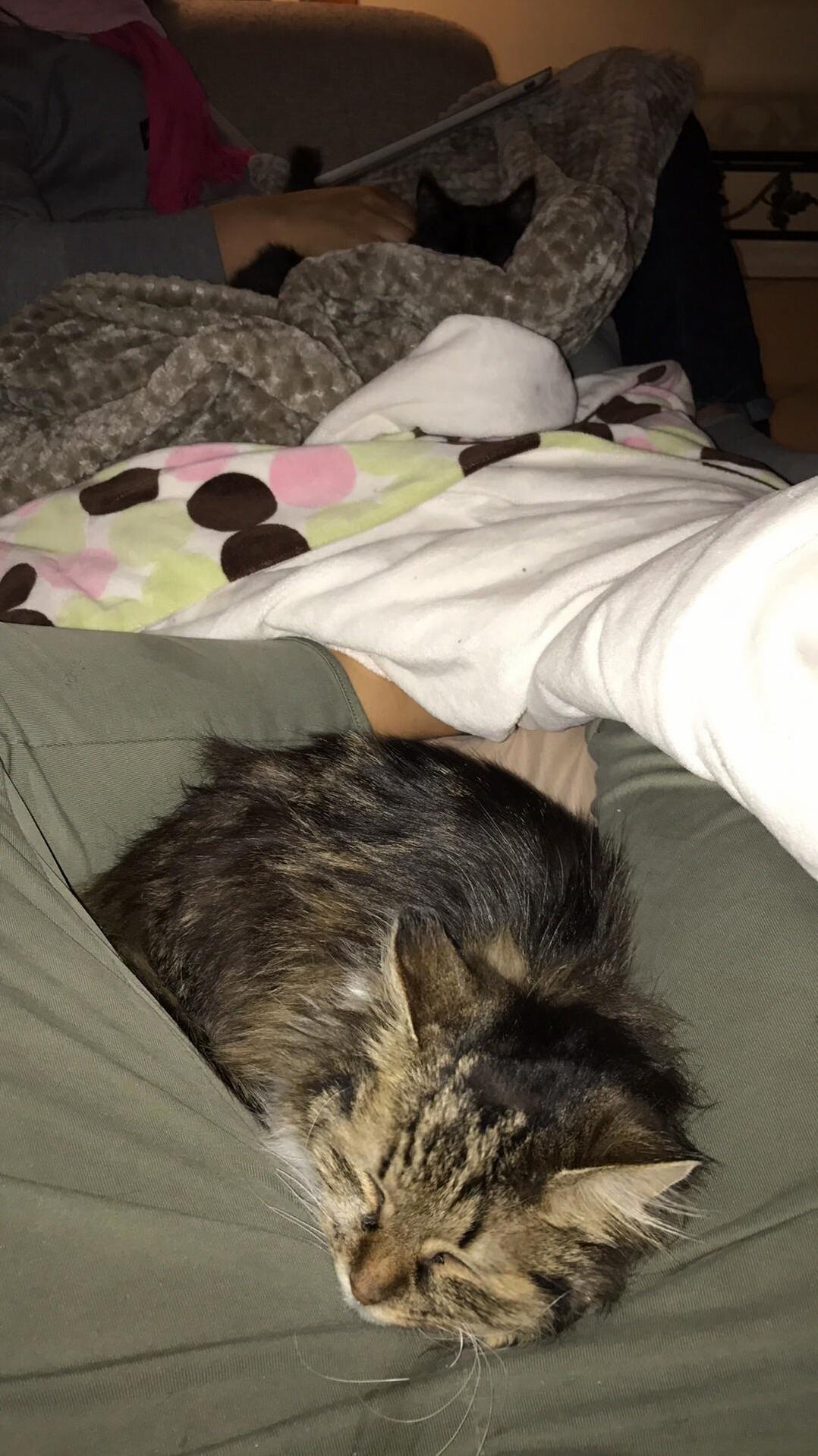 Update Sofia Is Still Scared of a Lot of Things She Loves to Be Under Blankets and the Kitten Is Adjusting. Tips
