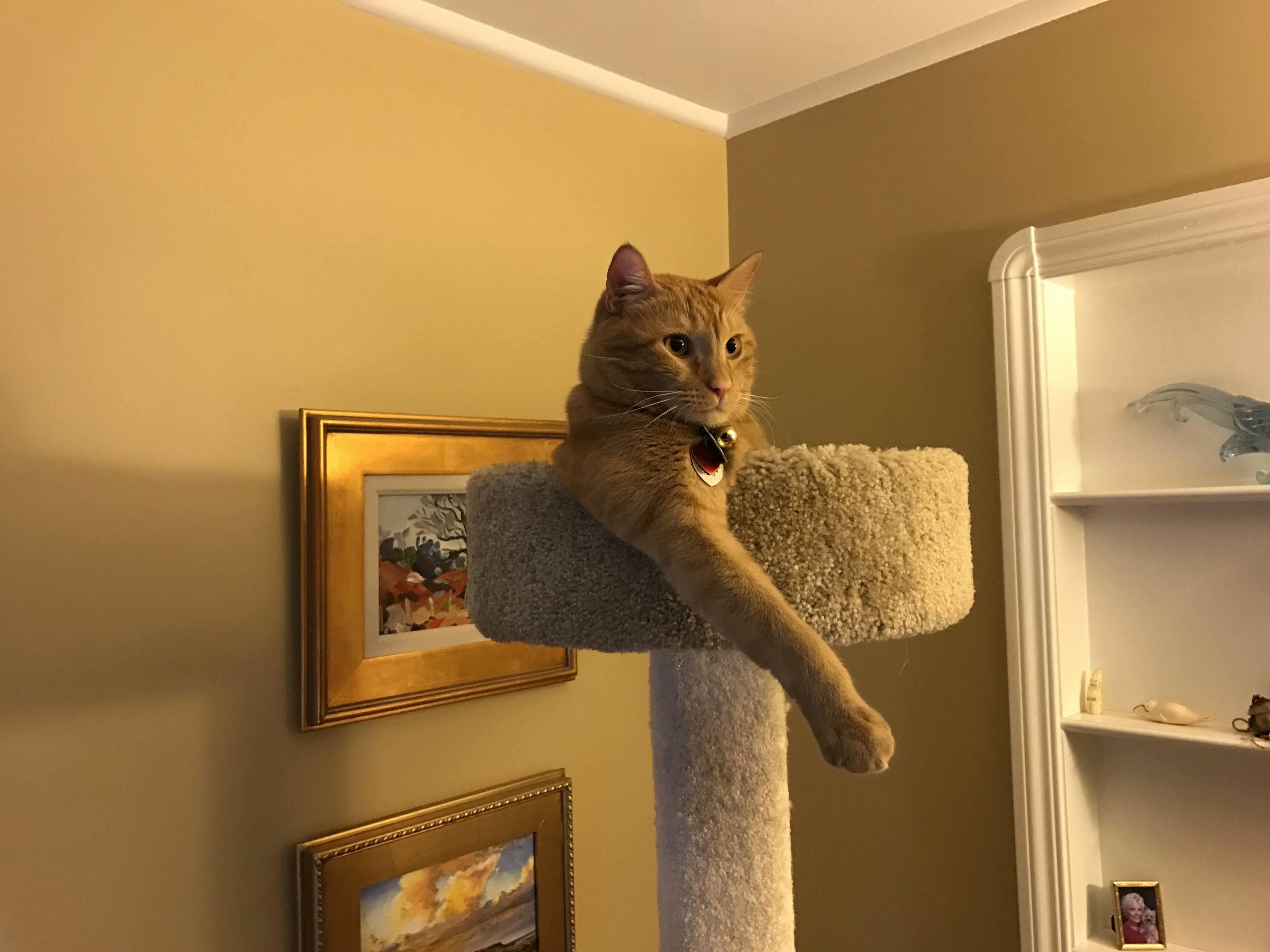 Waffles King of His Realm.