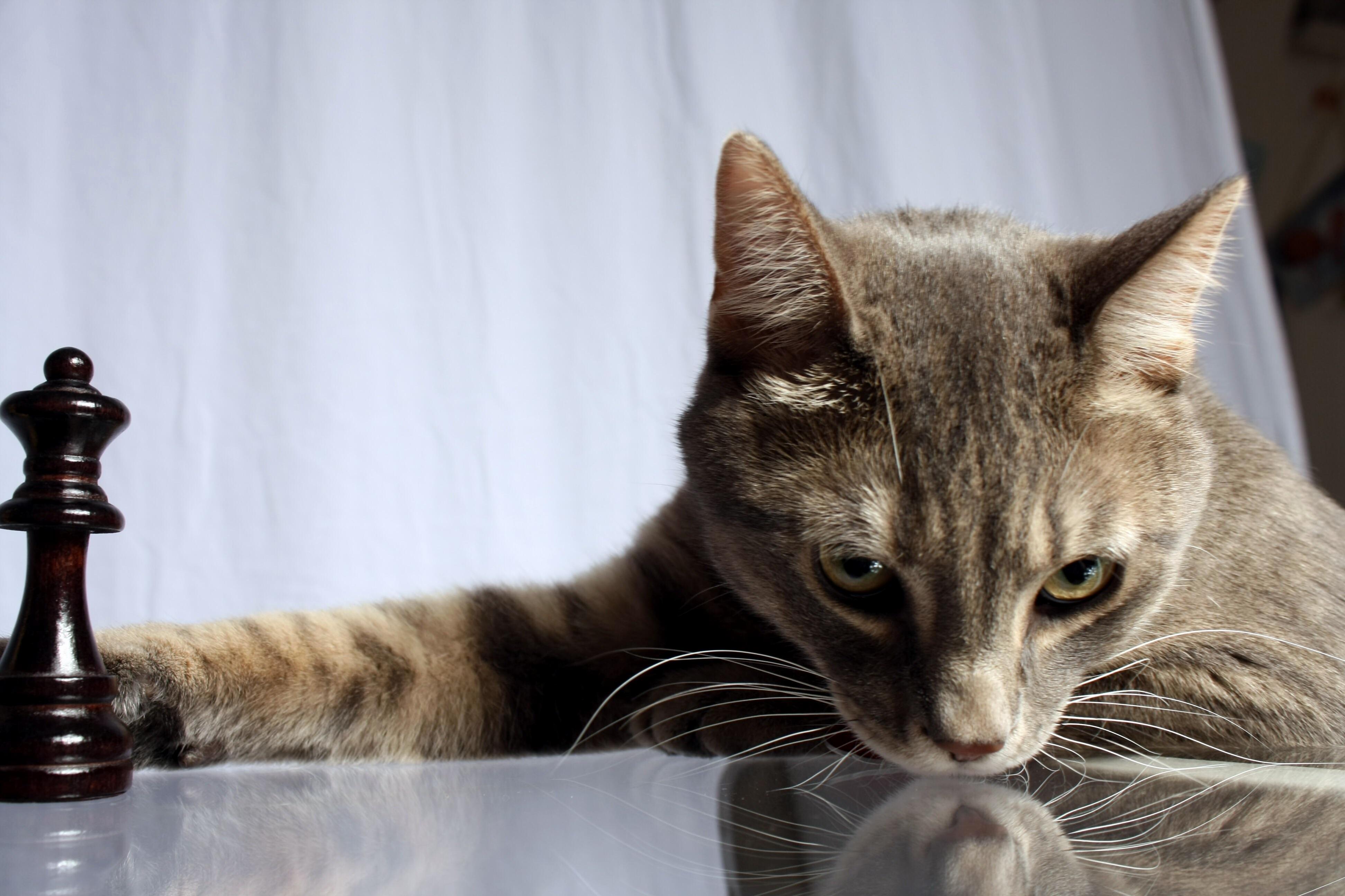 Was Practicing with a Few Lighting Set Up and My Cat Jumps Up to Do the Typical Im Going to Knock This Off and Your Going to Watch Me to Do It Cat Thing.