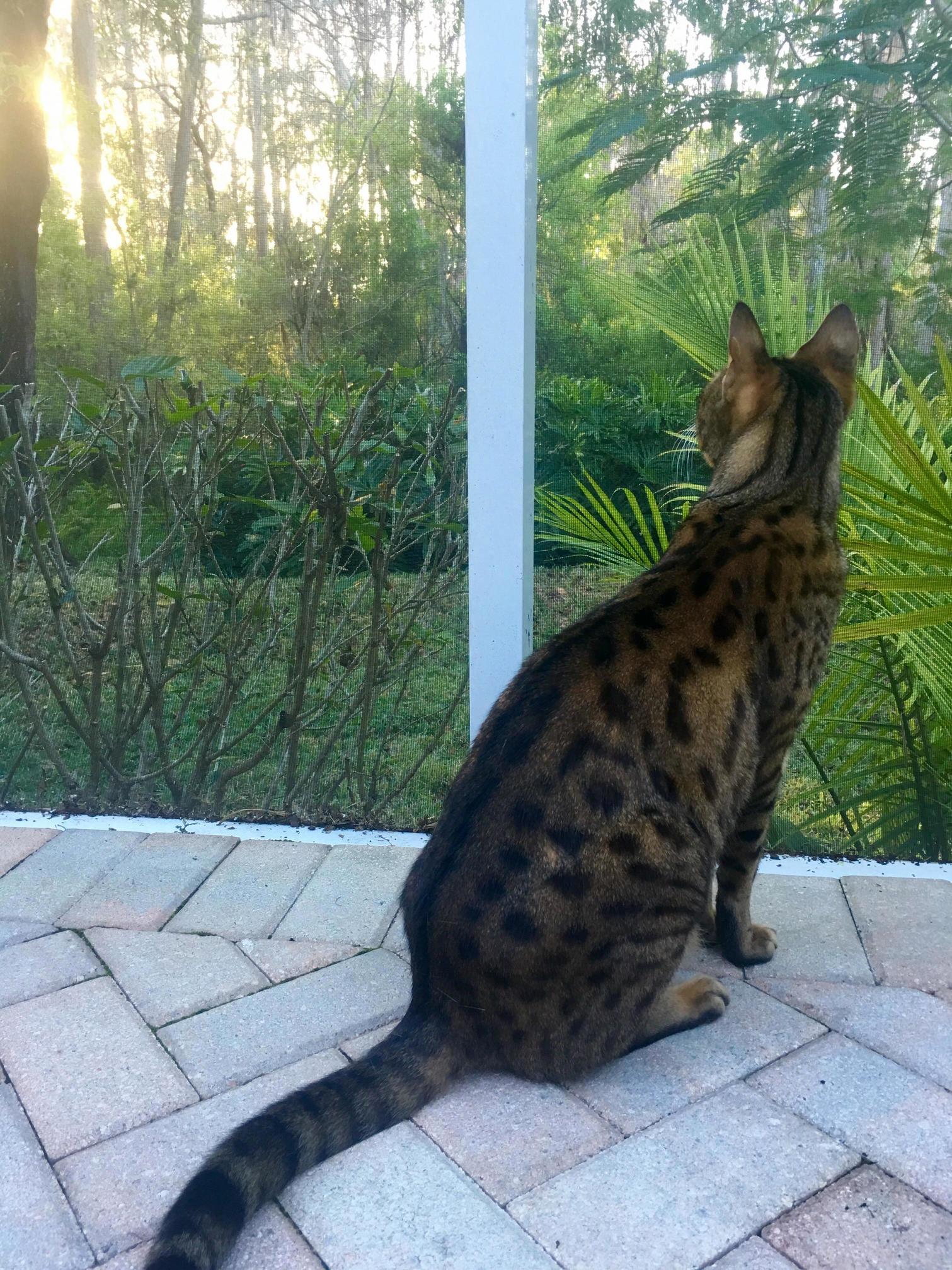 Watching the Sunrise or Maybe the Birds.