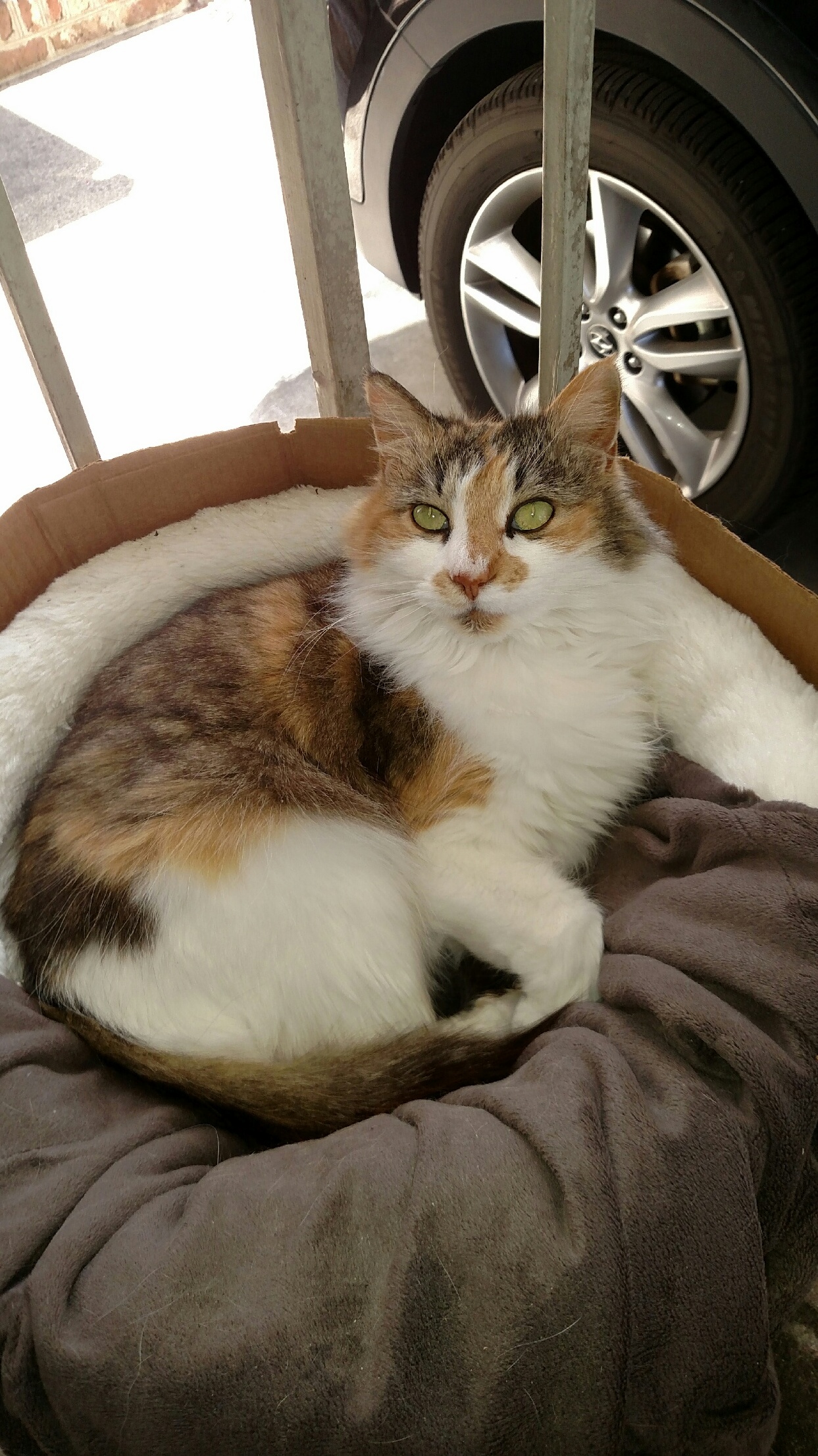 We Put Our Cats Bed Inside of a Box So She Would Use It
