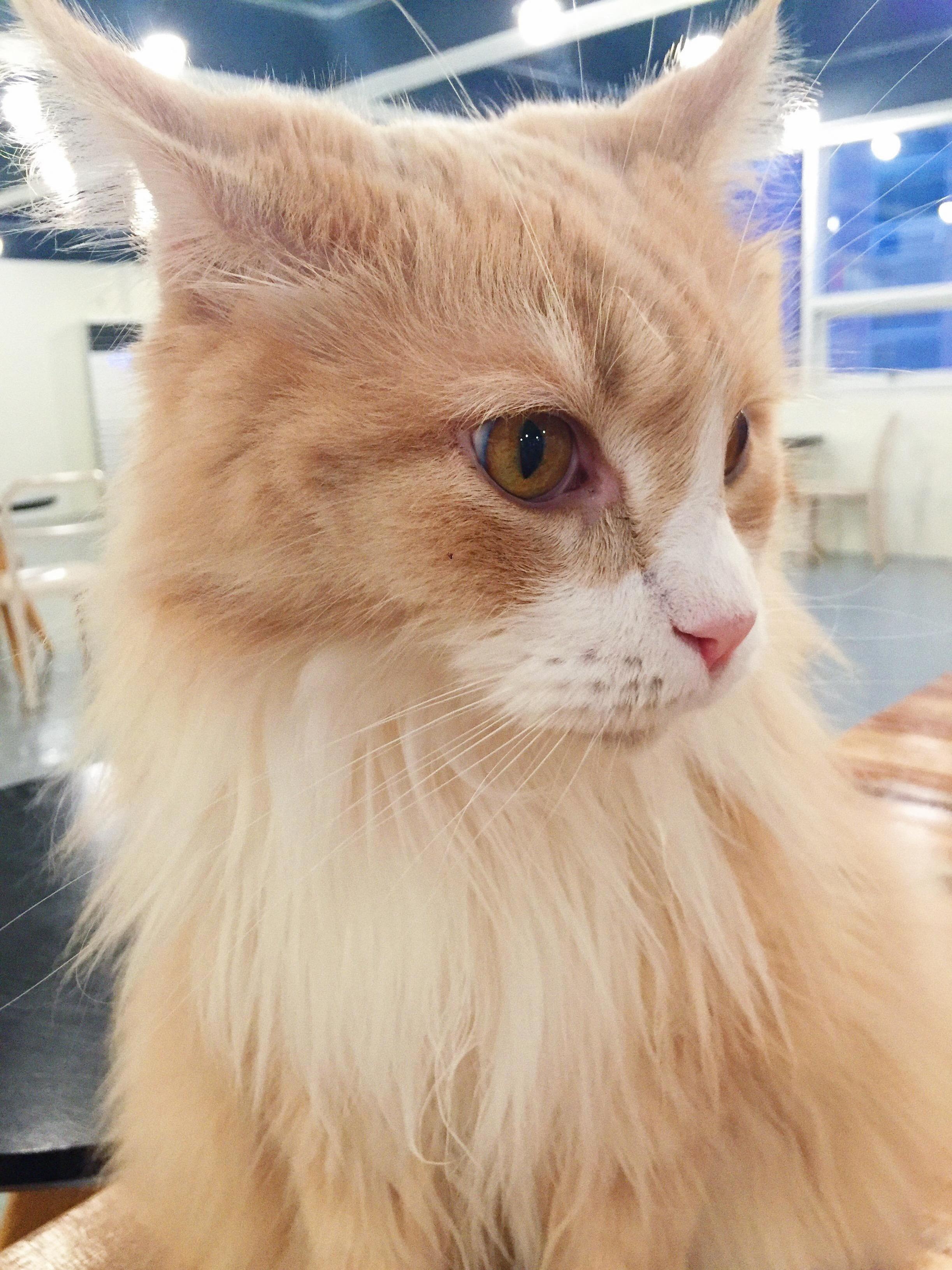 Went to a Cat Cafe and Saw This Gorgeous Cat