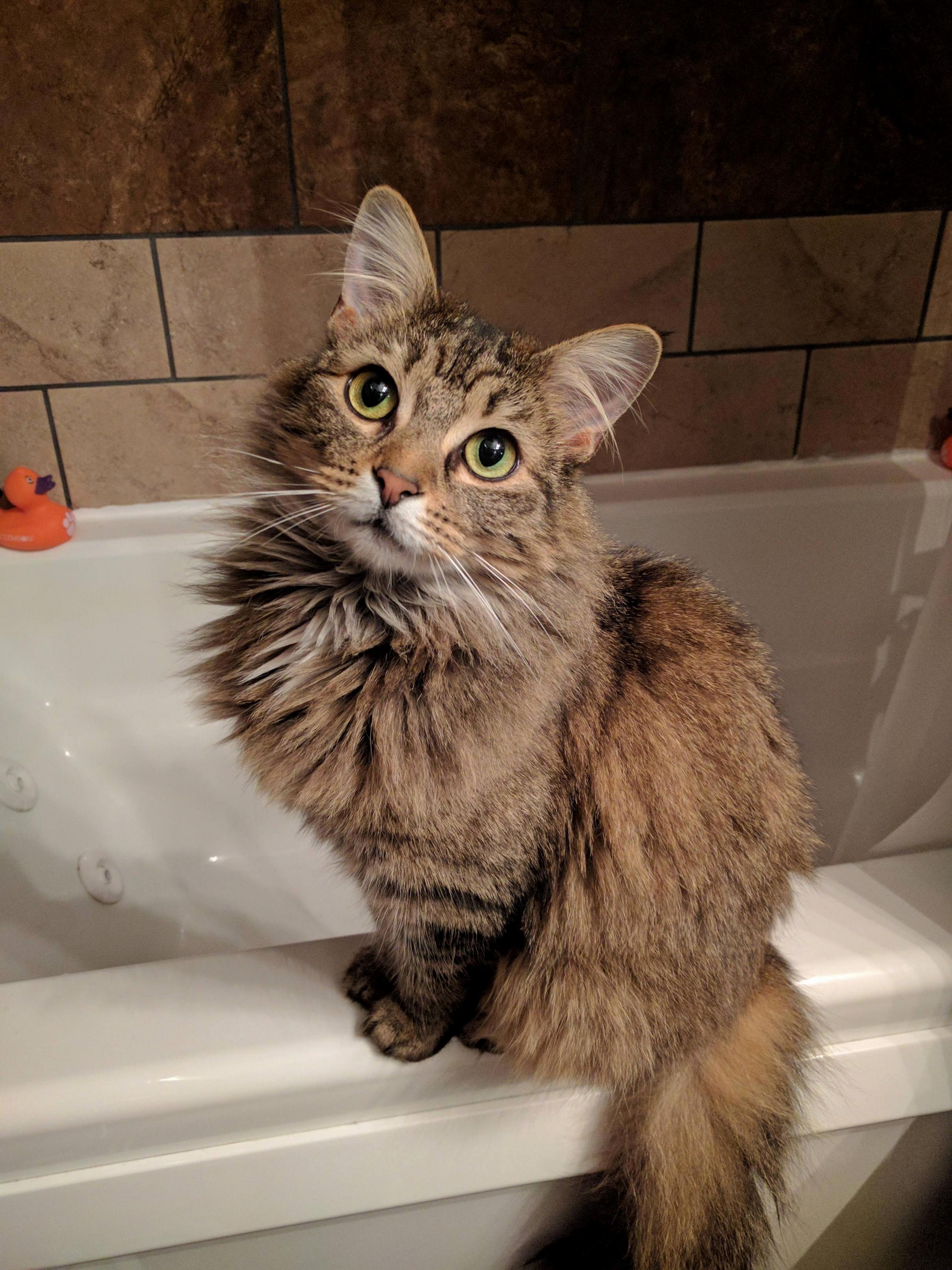 Went to Take a Bath and Whopper Was Guarding the Tub for Me