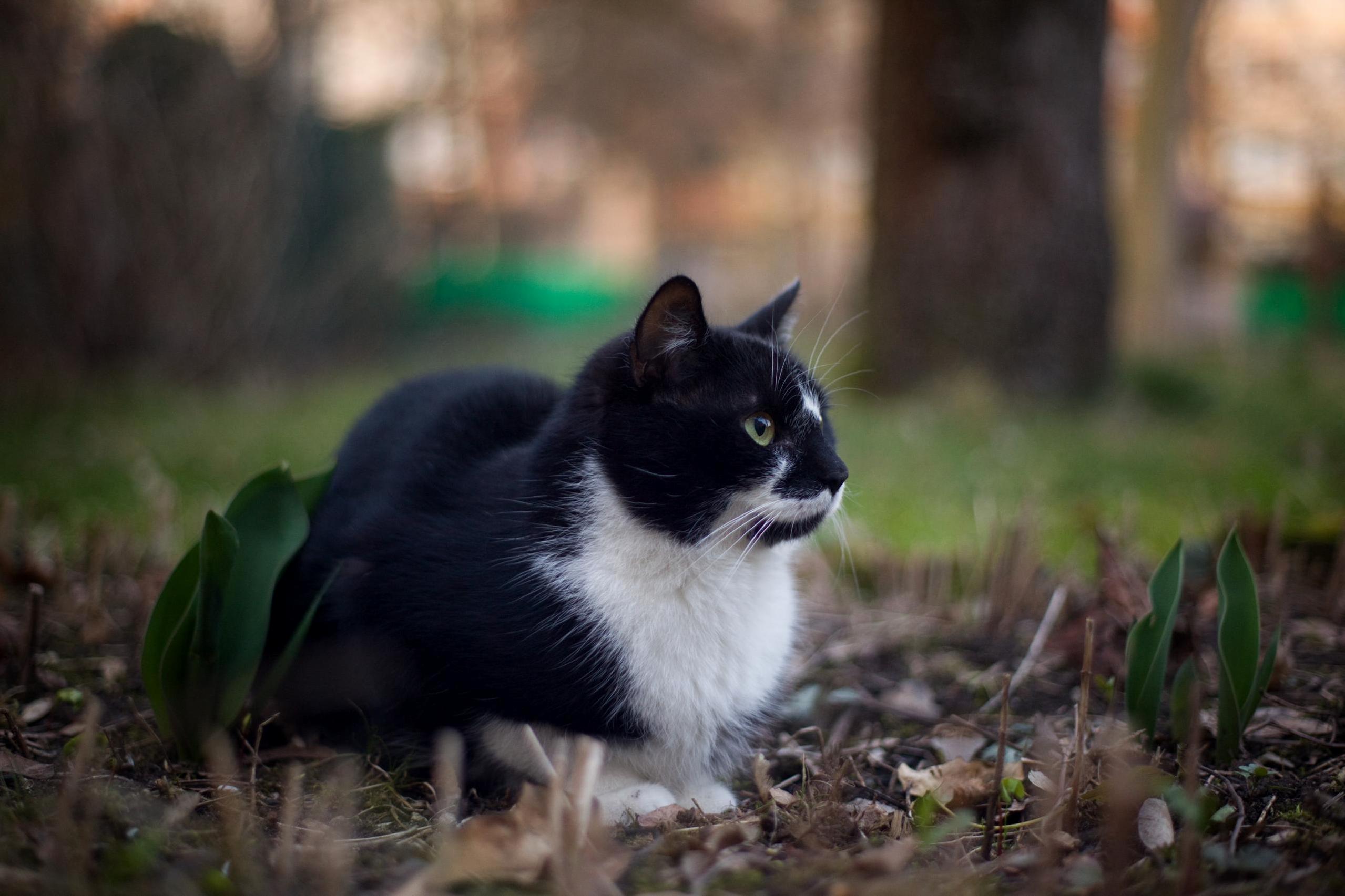 Went to Take Few Pics of a Friends New Cat Today. This Is Bertold.