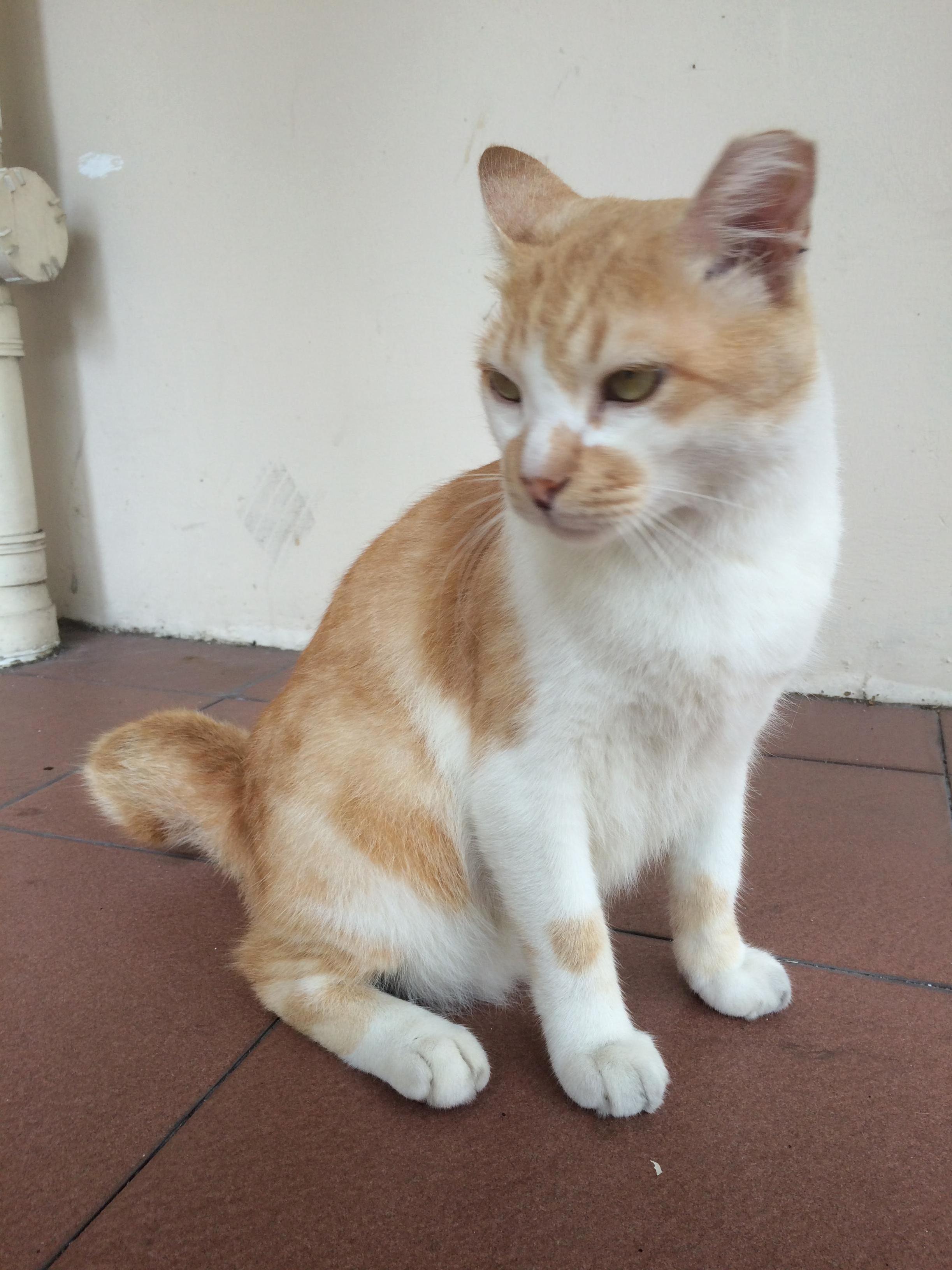 What Cat Breed Is He He Has a Short Tail by the Way.