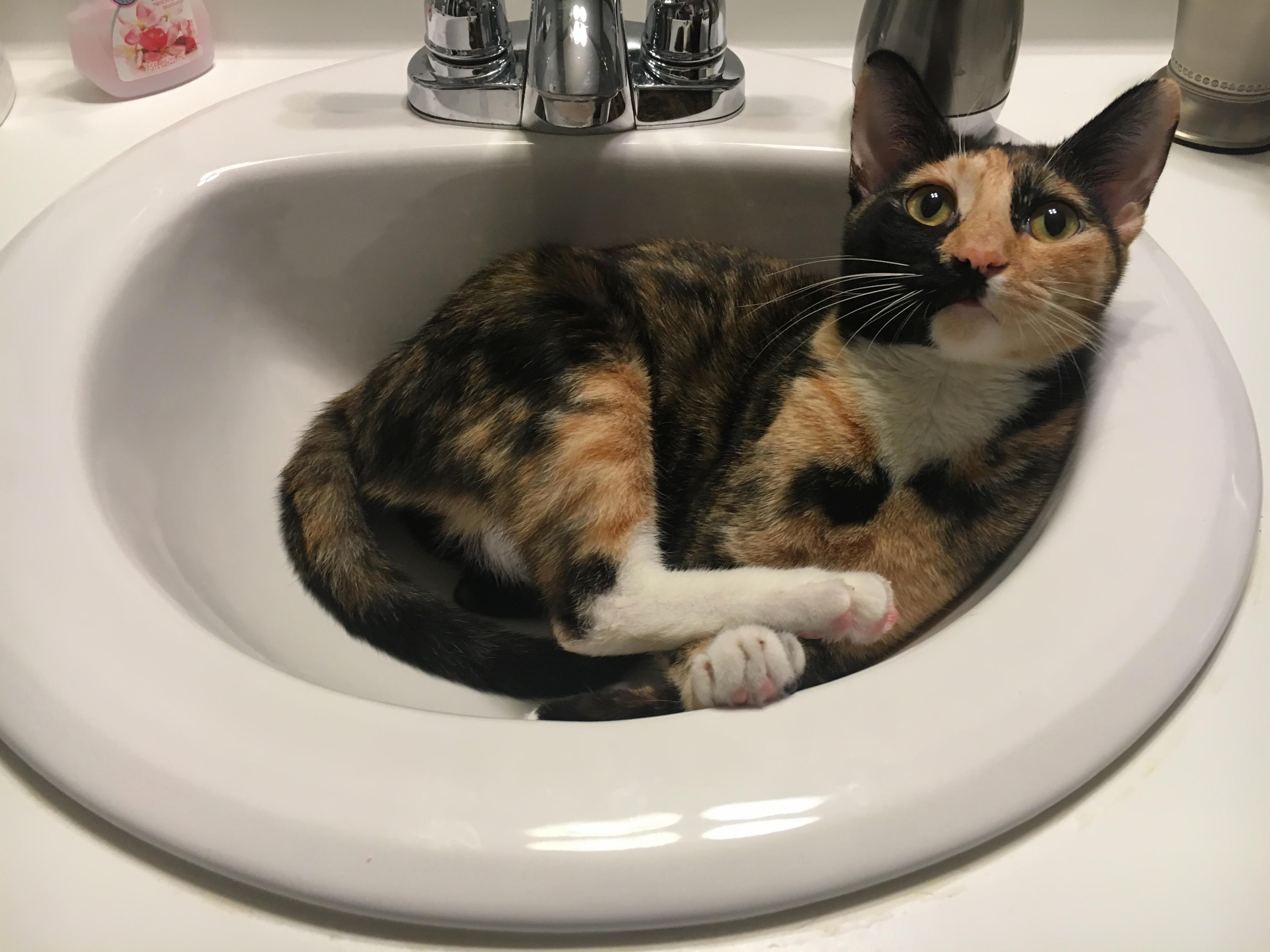 What Do You Mean You Need to Brush Your Teeth