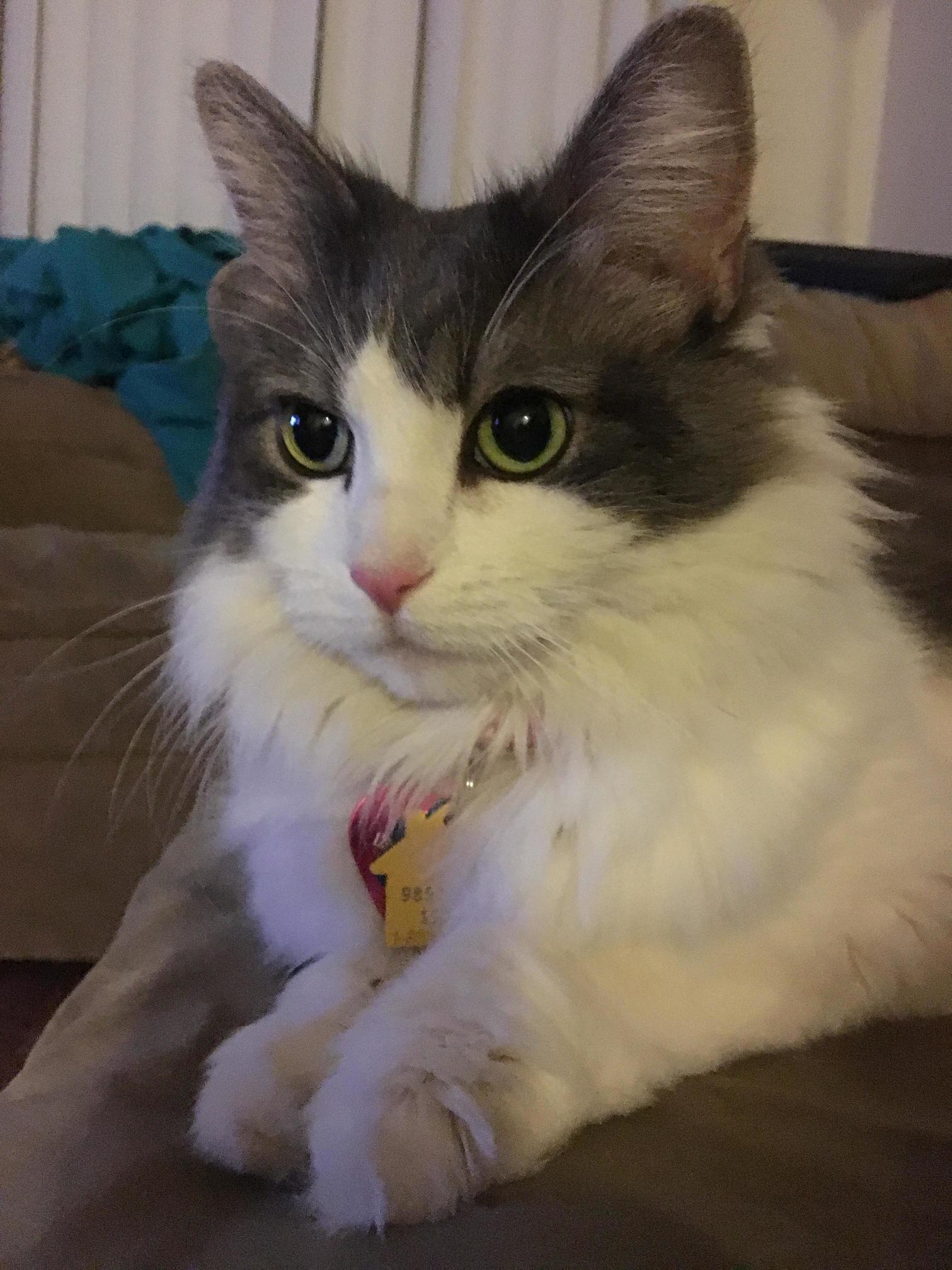 What Kind of Cat Do You Think Babushka Is They Called Her a Tabby but She Is Very Much Not a Tabby by My Research