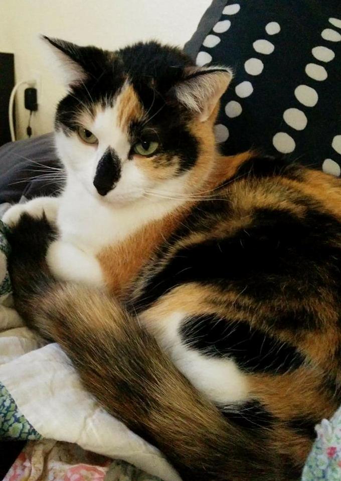 What Physical Features Do You Love About Your Cat Mine Is Her Nose