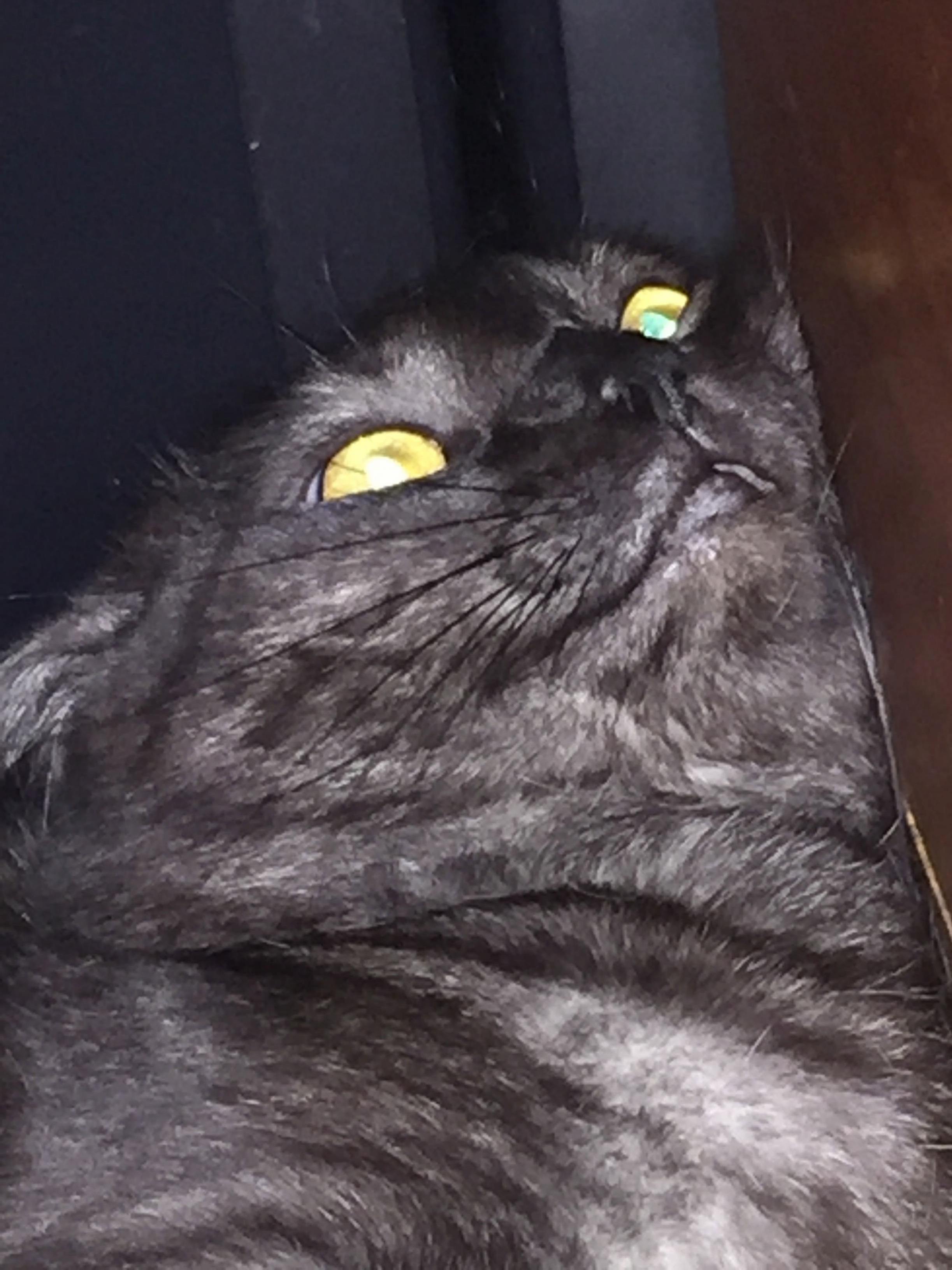 When People Ask for a Cute Picture of My Cat