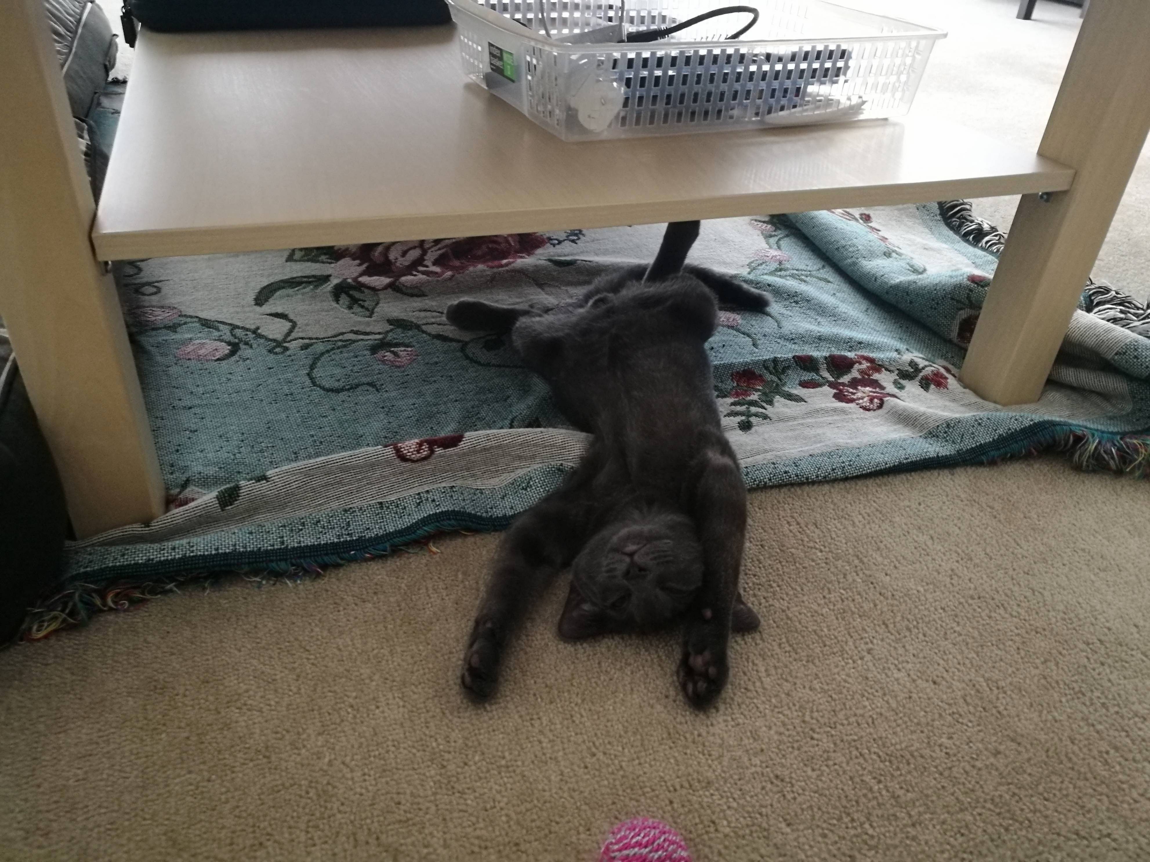 When She Gets Tired from All the Playing She Just Flops Over and Goes to Sleep Like This