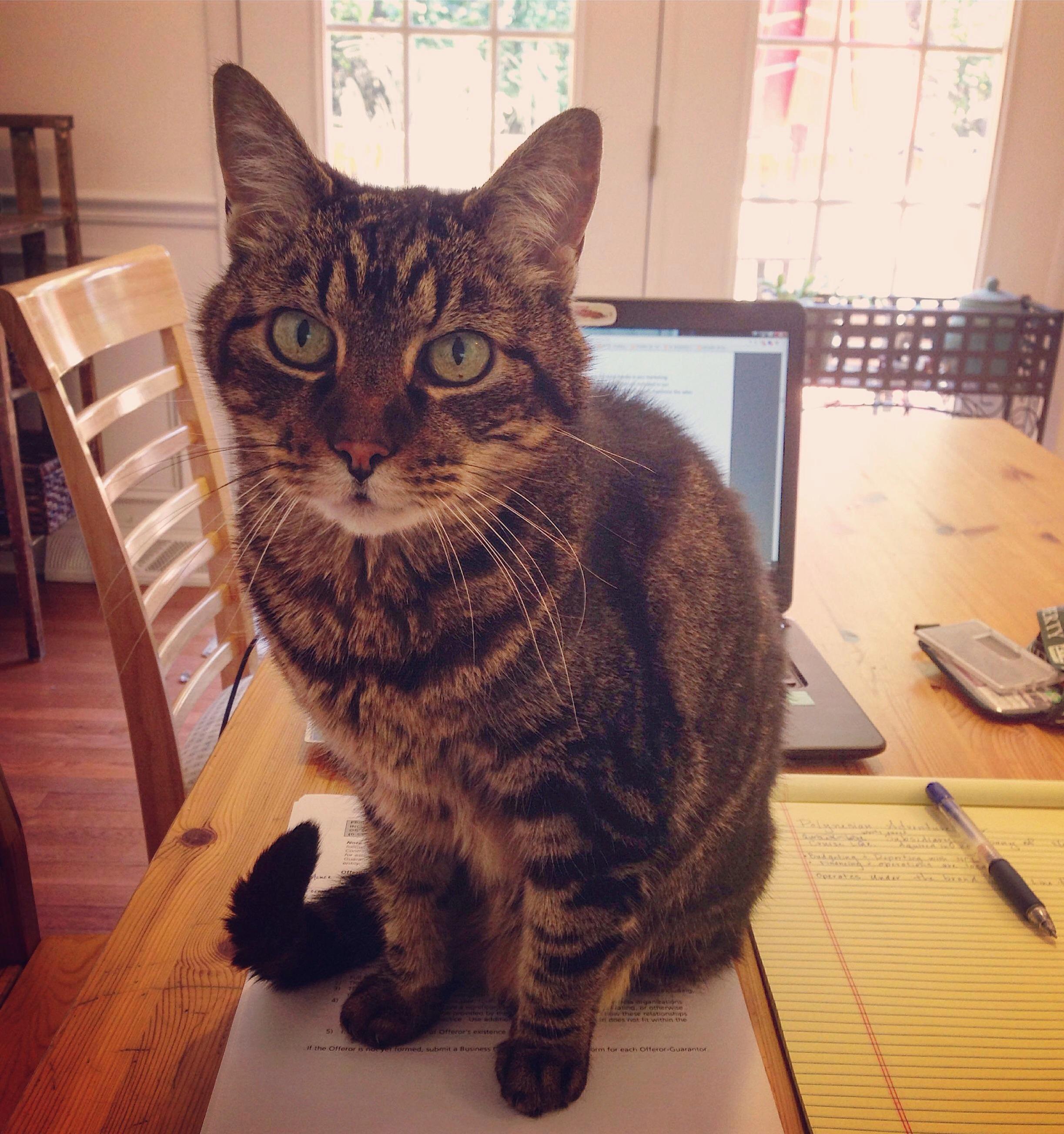 When You Are Working from Home and Your Cat Calls a Meeting.