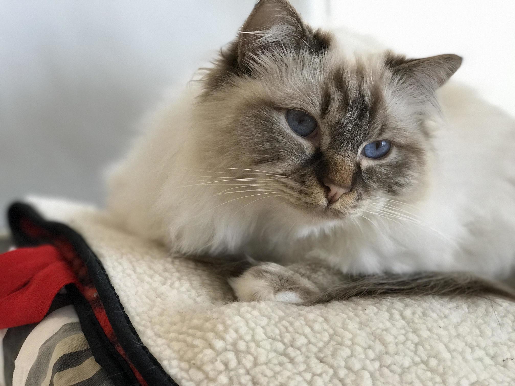 When Your Cat Is Better Looking Than You