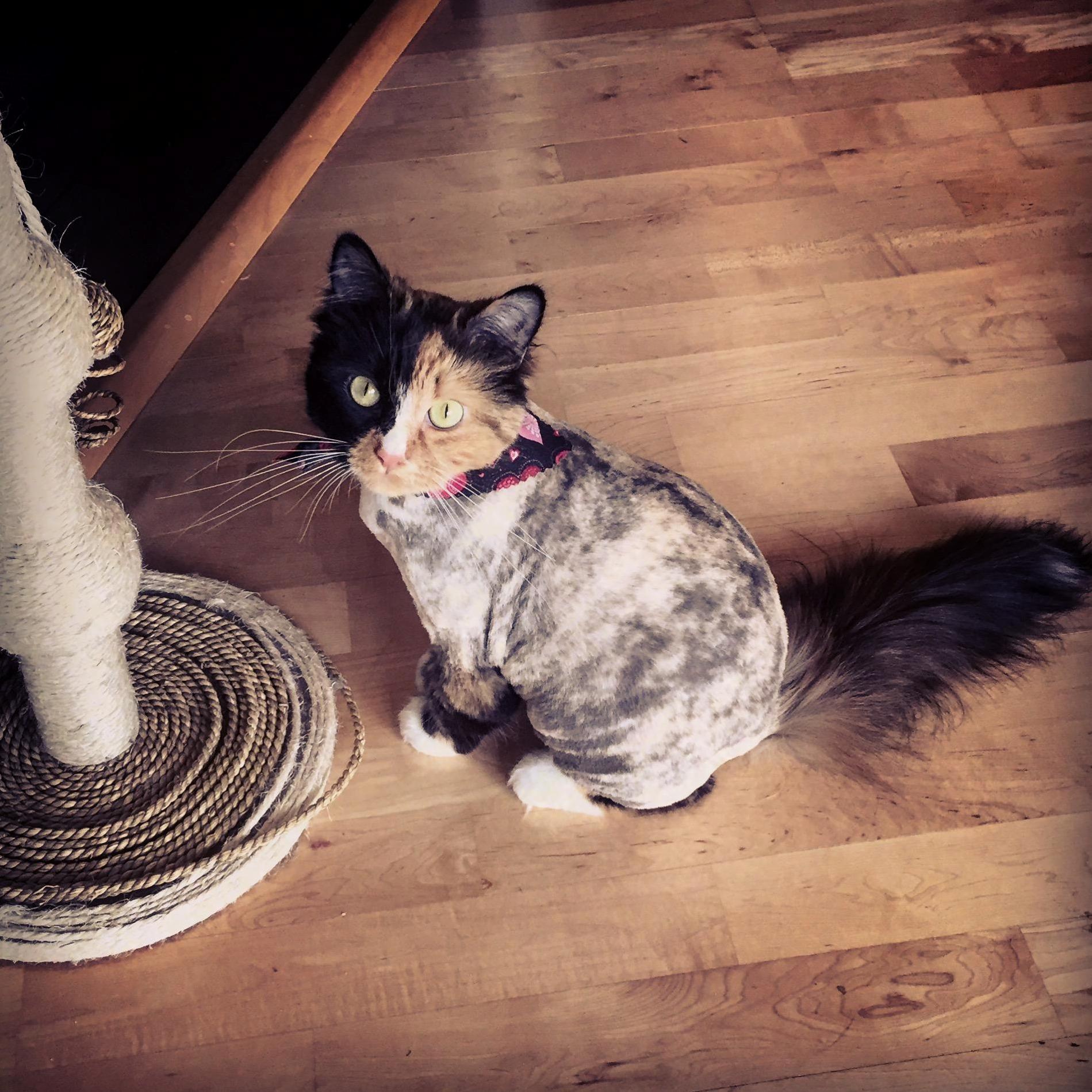 When Your Human Makes You Get a Haircut Because You Refused to Let Her Brush Your Matting Out.