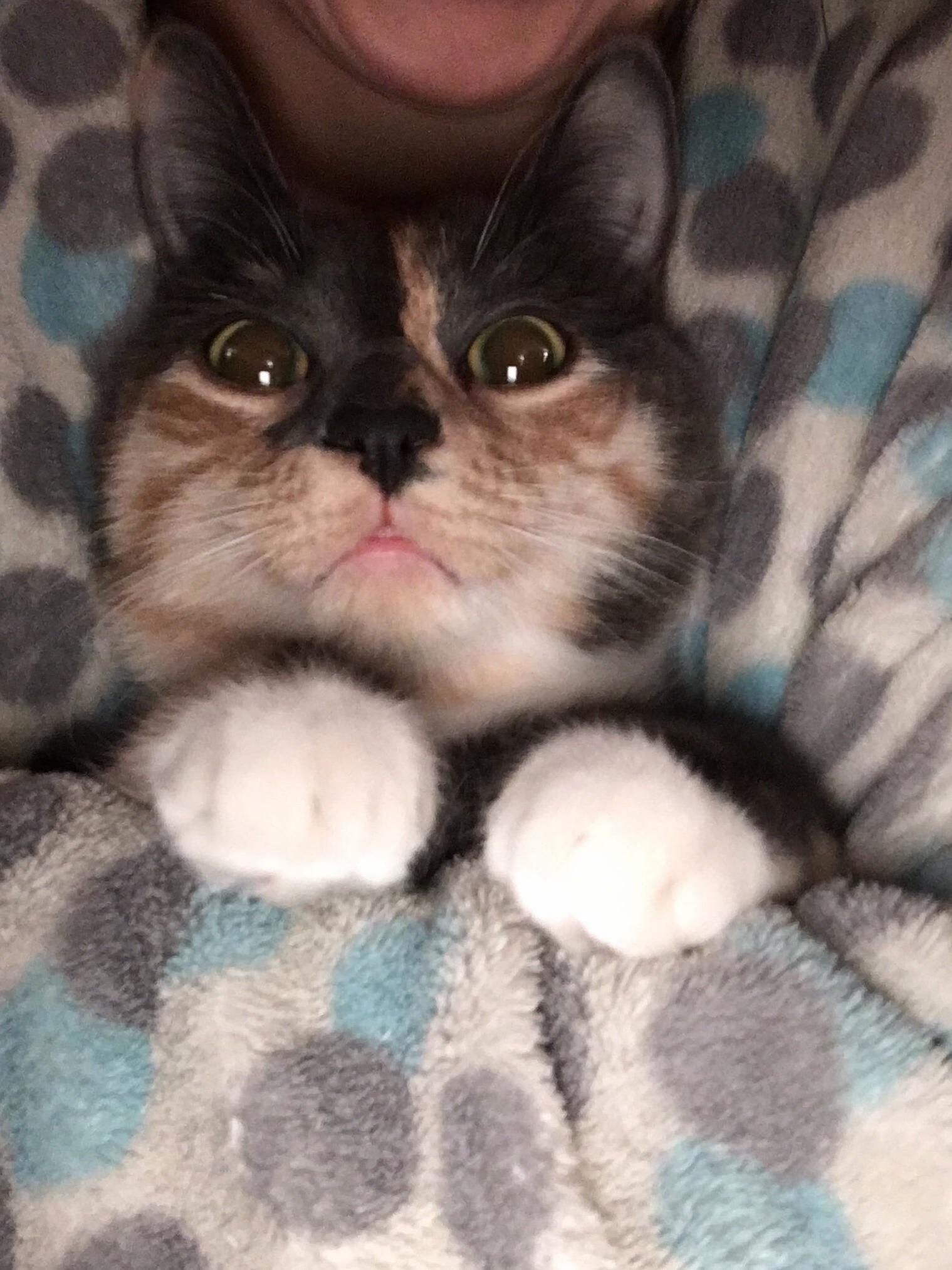 Who Are You and Where Are My Treats