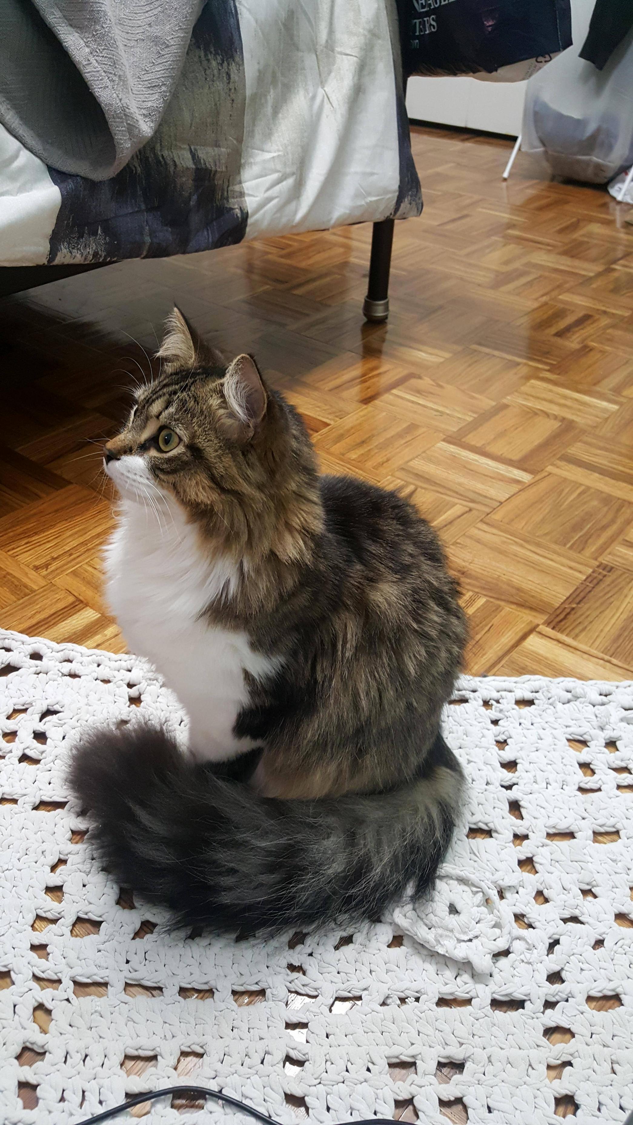 Who Needs a Blanket When You Have a Tail and Floof