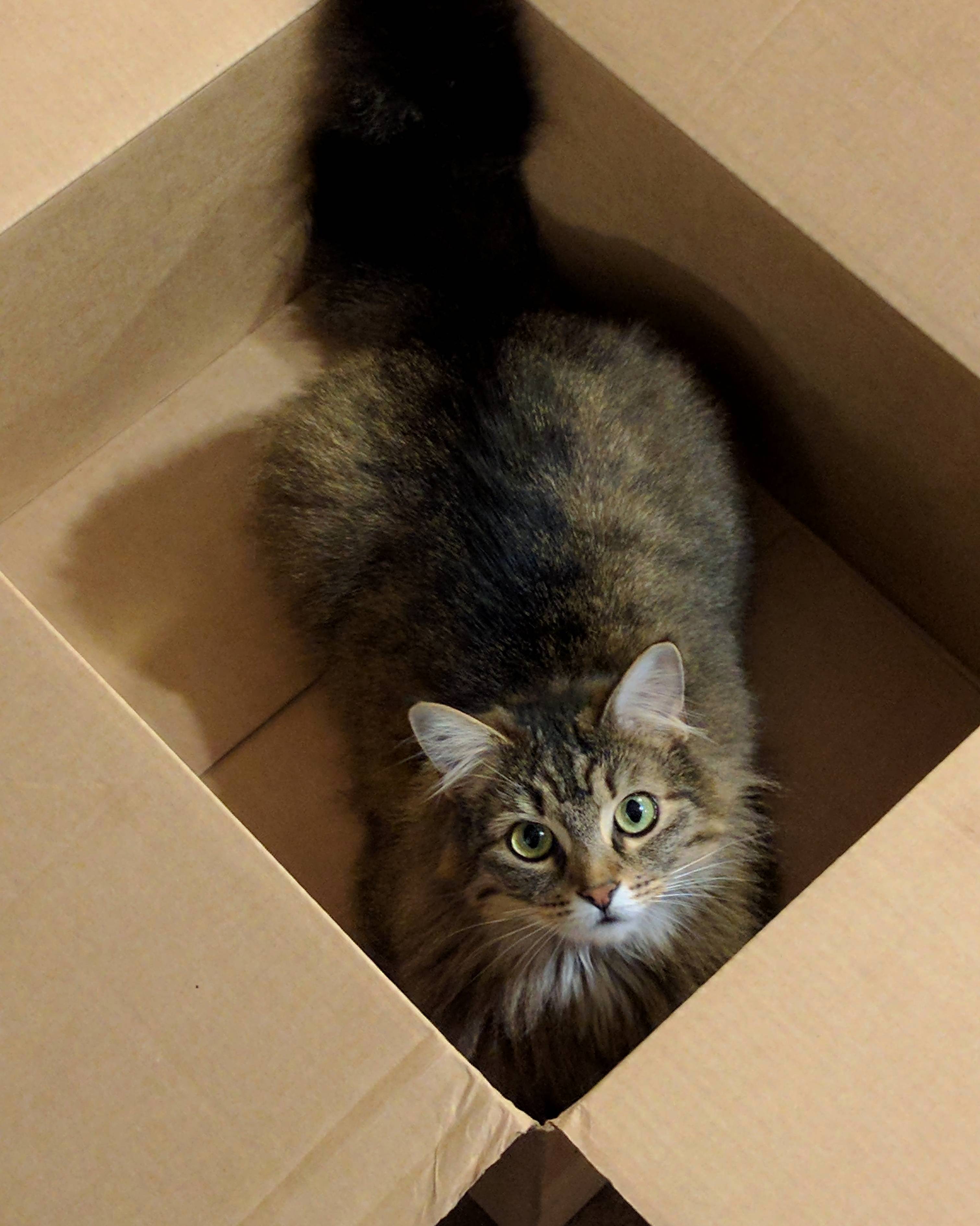 Whopper Enjoying a Nice New Box