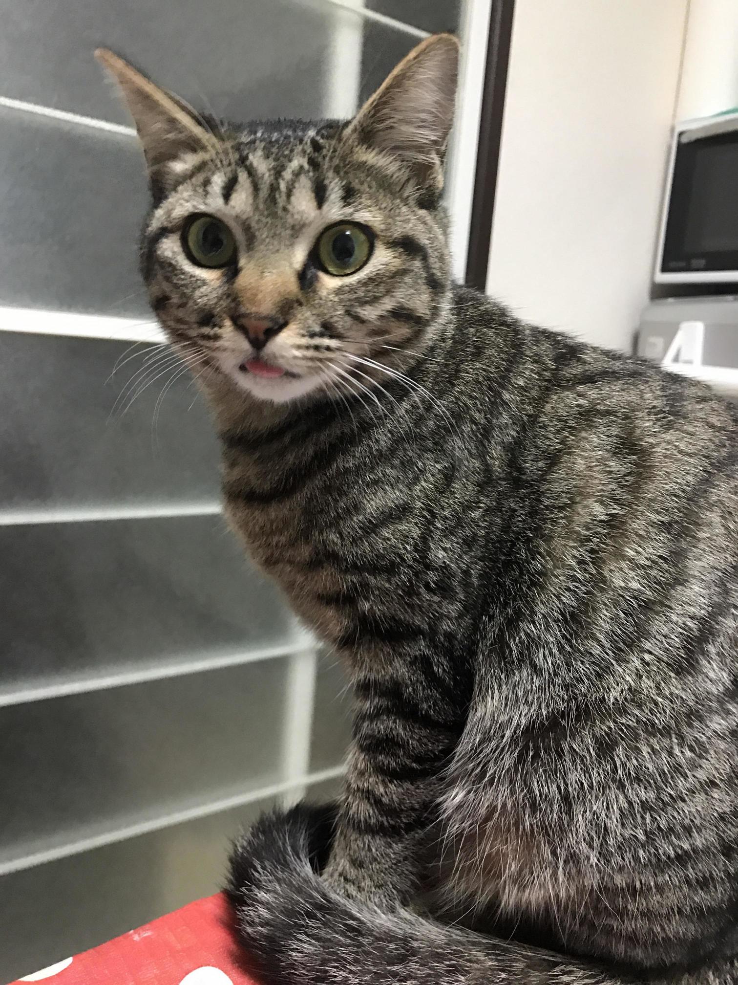 Why Are You Laughing Human Do I Look Funny to You