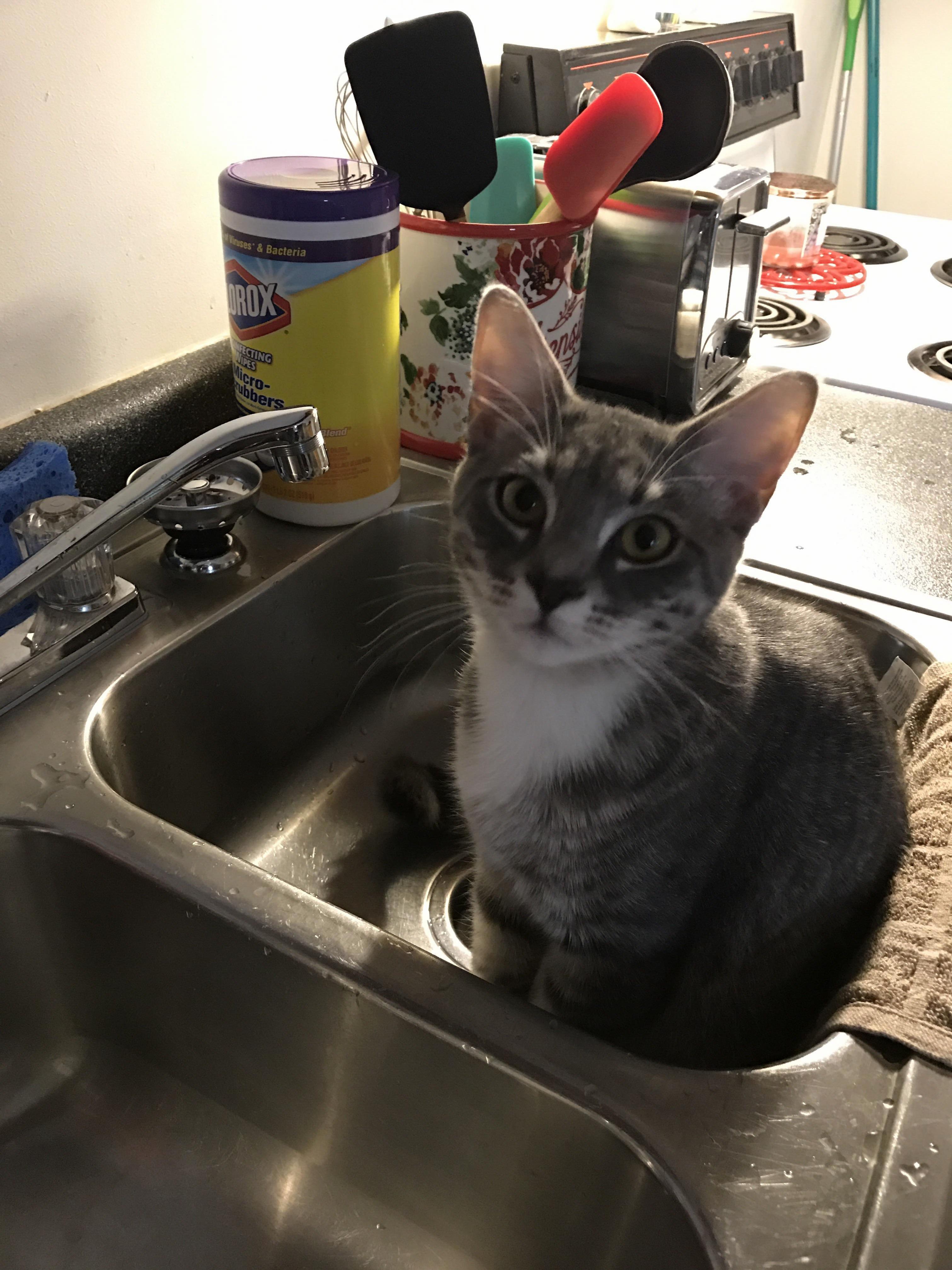 Willow Likes to Play in the Sink