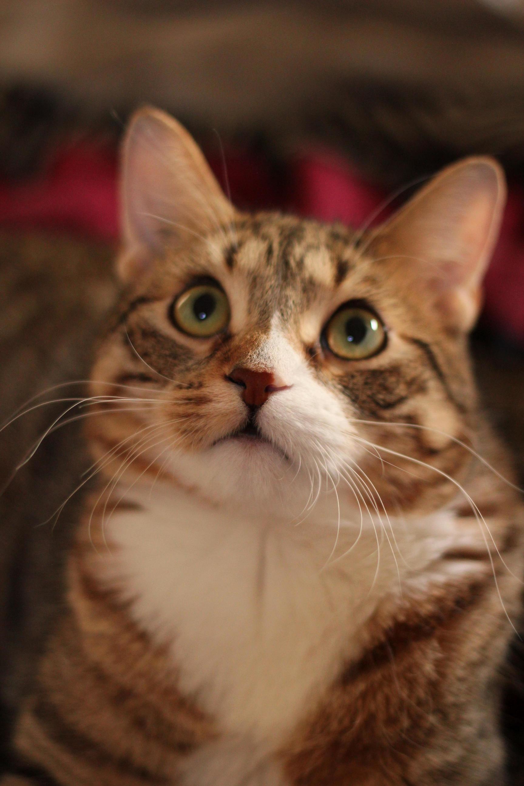 Wolfgang Is Slightly Photogenic