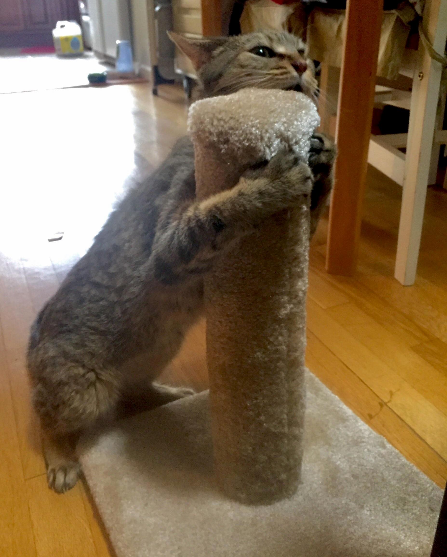 Working the Pole to Pay His Vet Bills