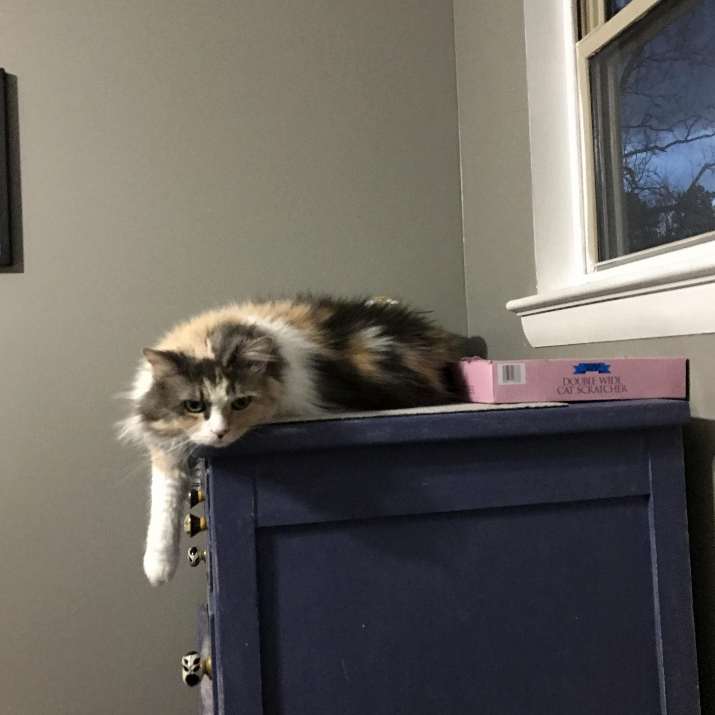 Wouldnt Let Harriet Sit on My Laptop During an Online Class So She Stared at Me Like This for an Entire Hour.