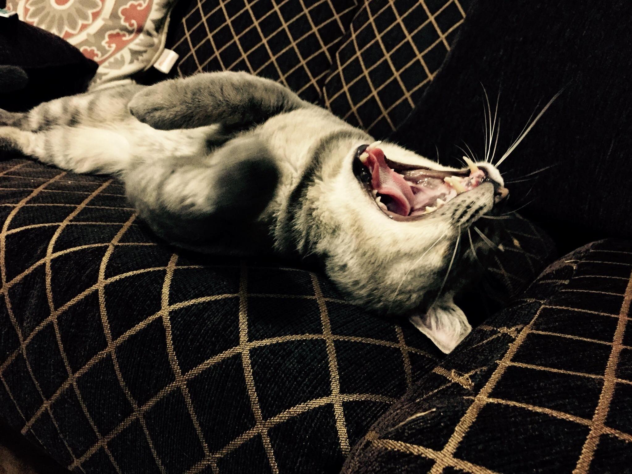 Yawn