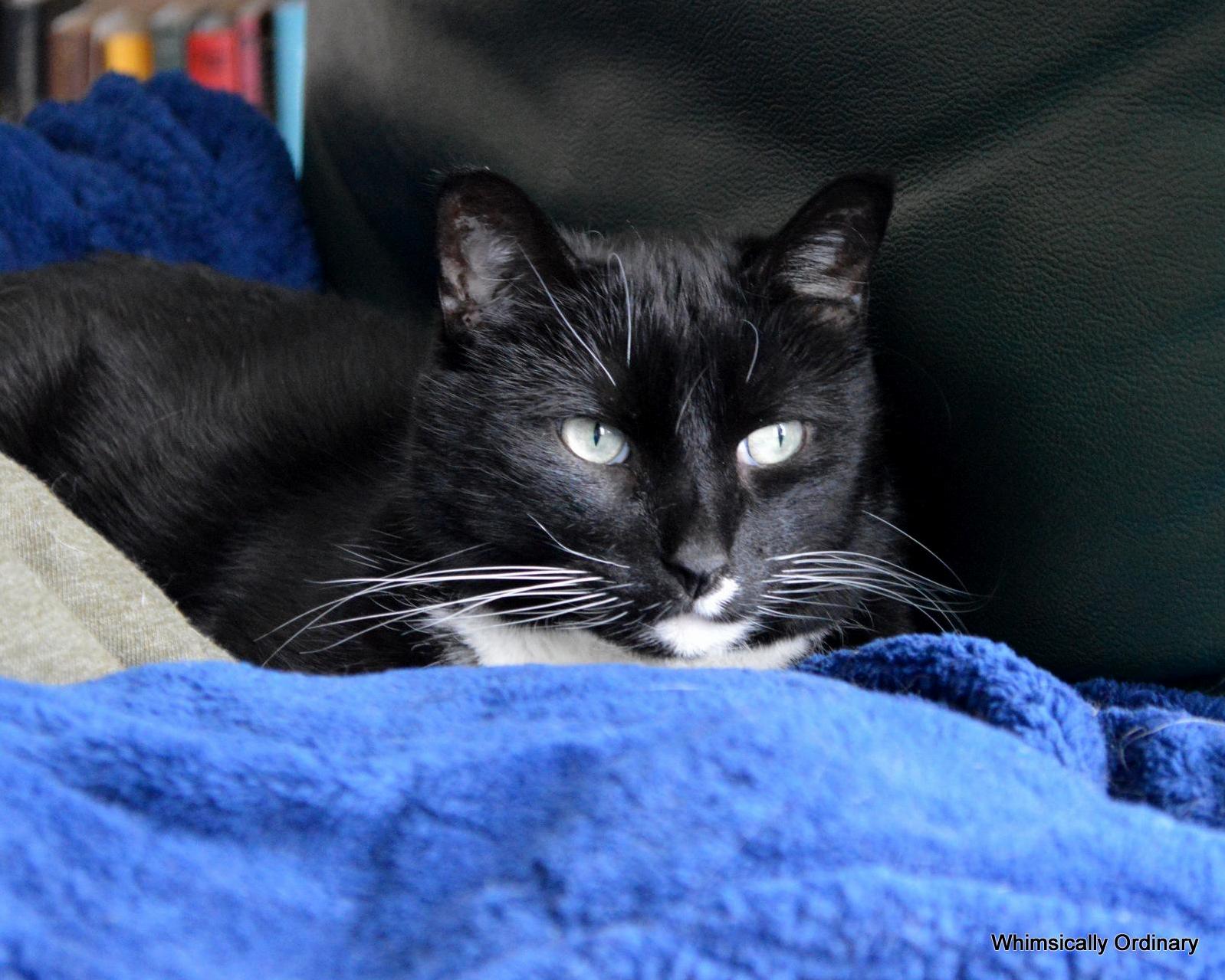 Yen Always Seems to Be Thinking About Life but He Could Just Be Annoyed at the Camera in His Face.
