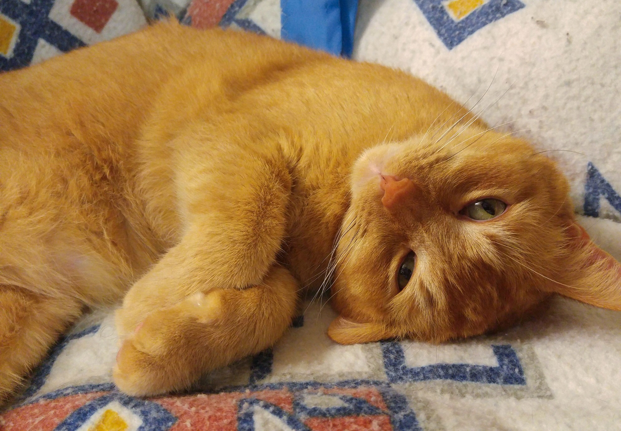 Yes Im Adorable. No Dont Pet Me.