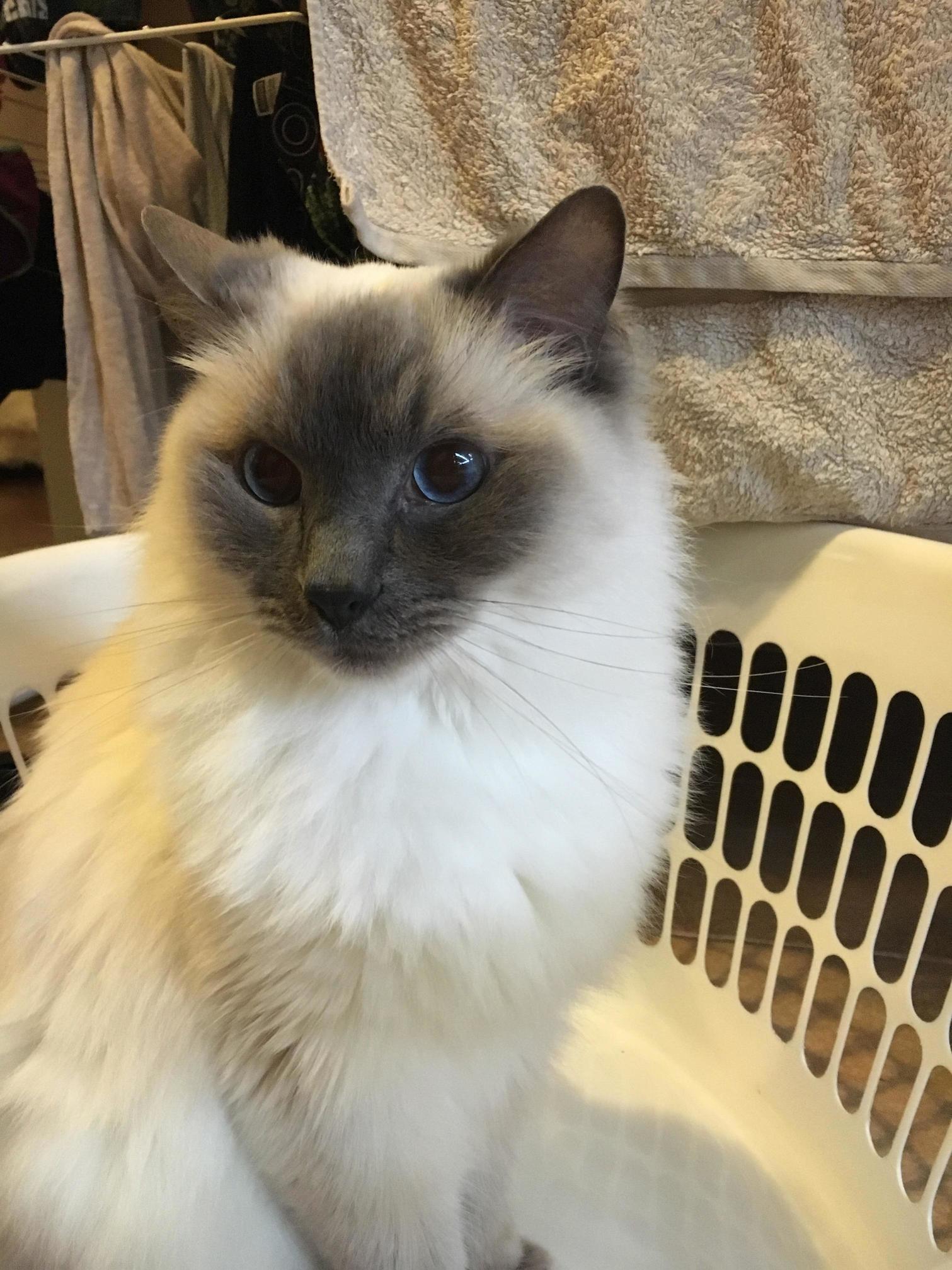 Yoshi and I Love an Empty Laundry Basket