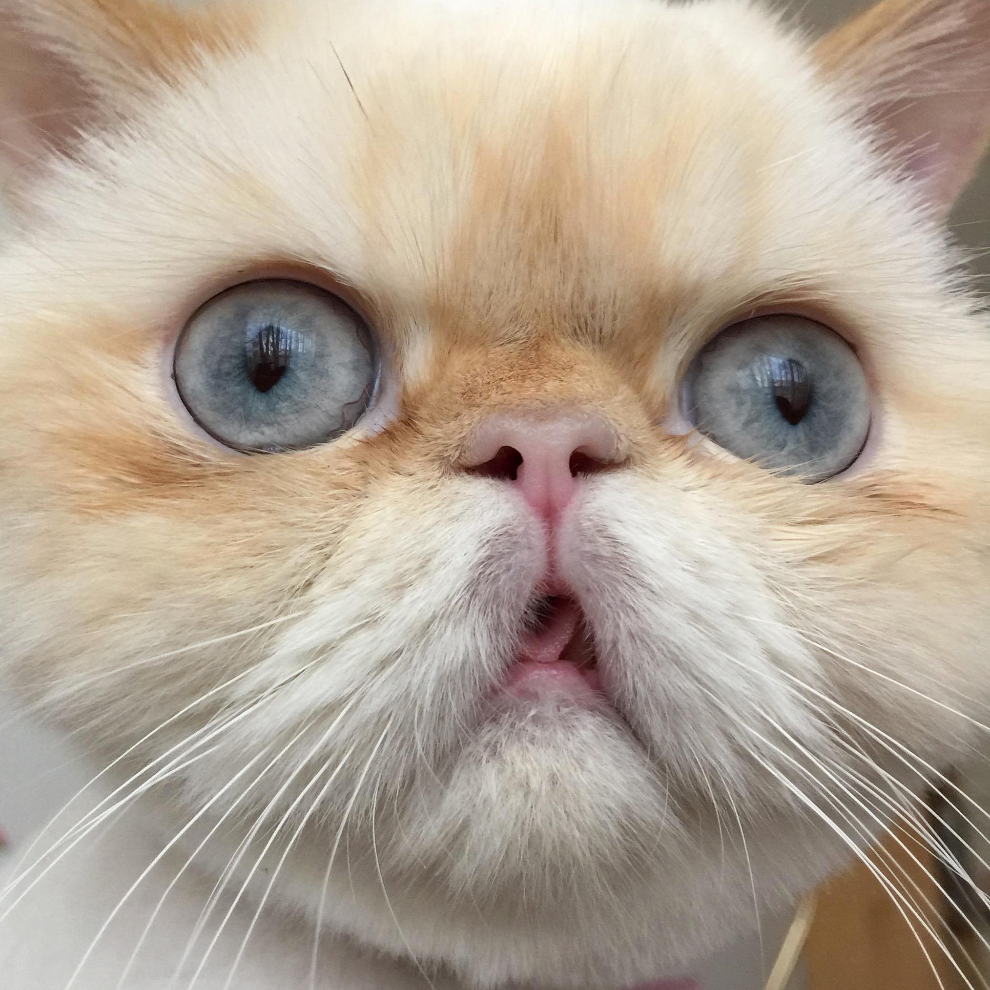 Yuki-chan My Derpy Cat