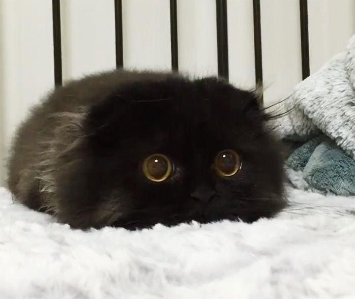 Citty Puss