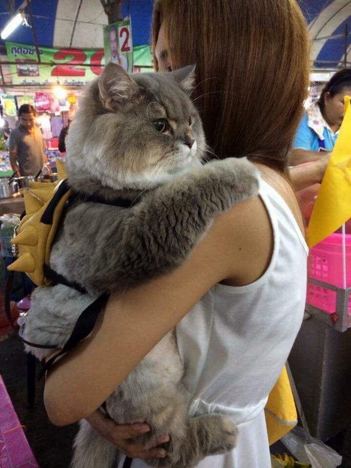 Cutu Kitty