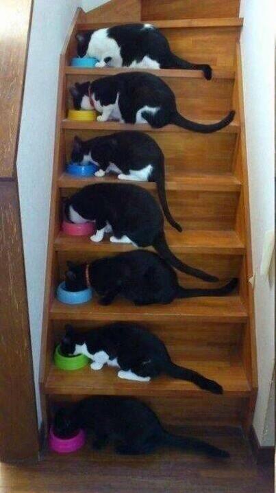 7 Tuxedos Enjoying a Meal Together.
