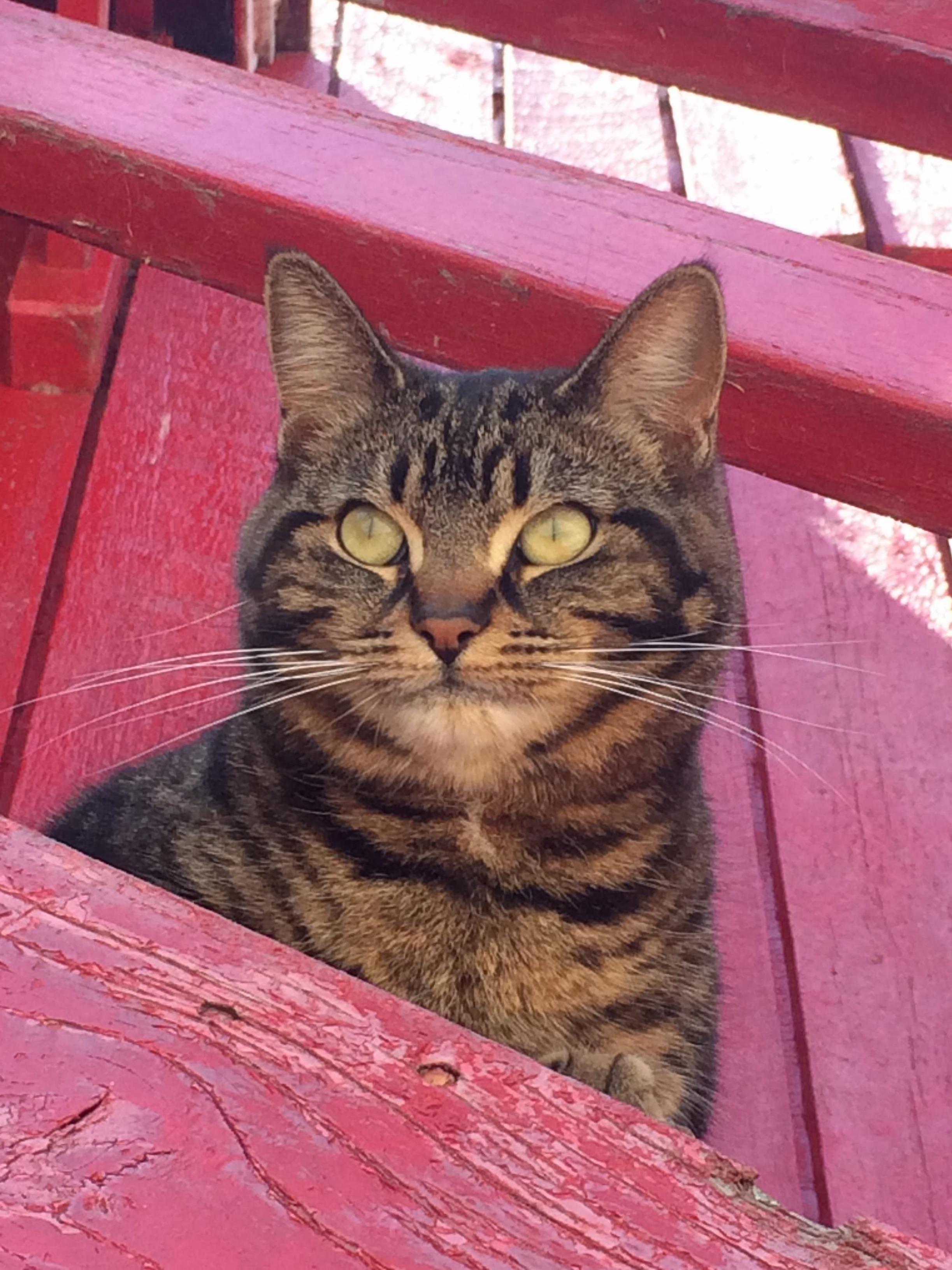 A Kitty I Met by a Barn.