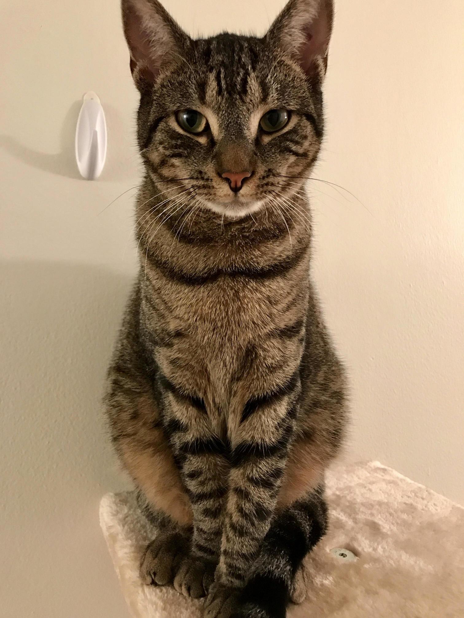 And the Cutest Cat of the Year Goes To....